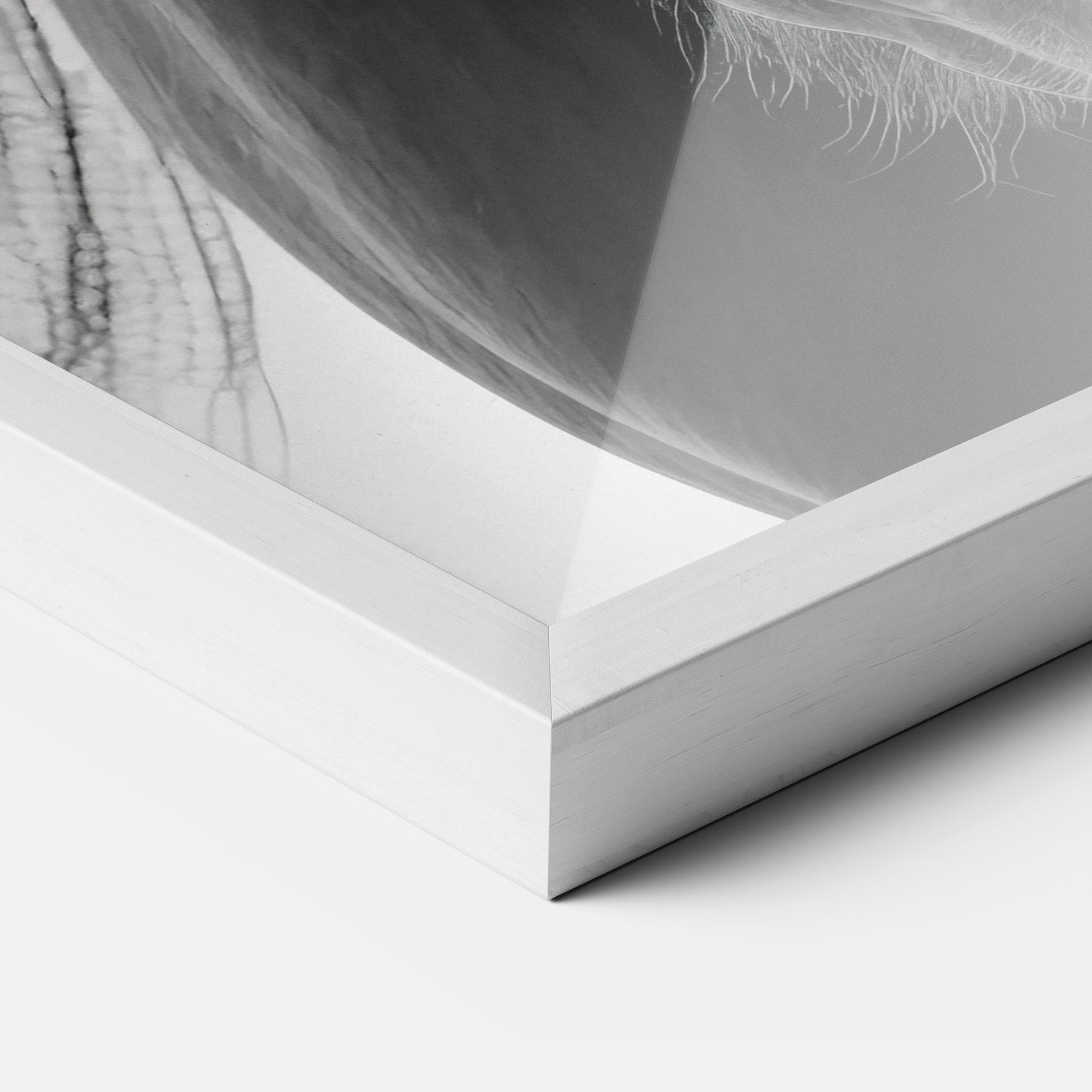 Poster Înrămat Close Up Horse mockup 3