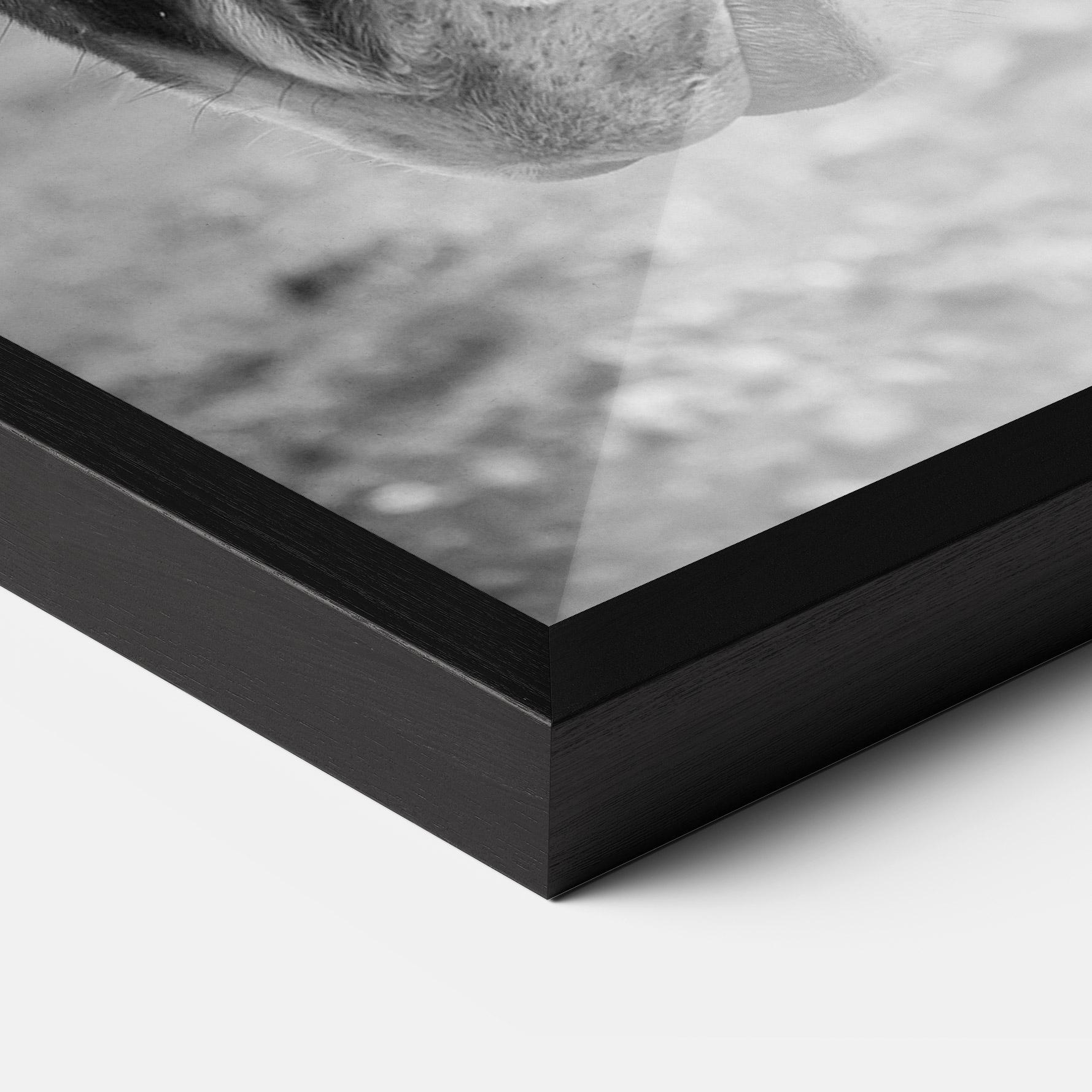 Poster Înrămat Gray Horse Head mockup 3