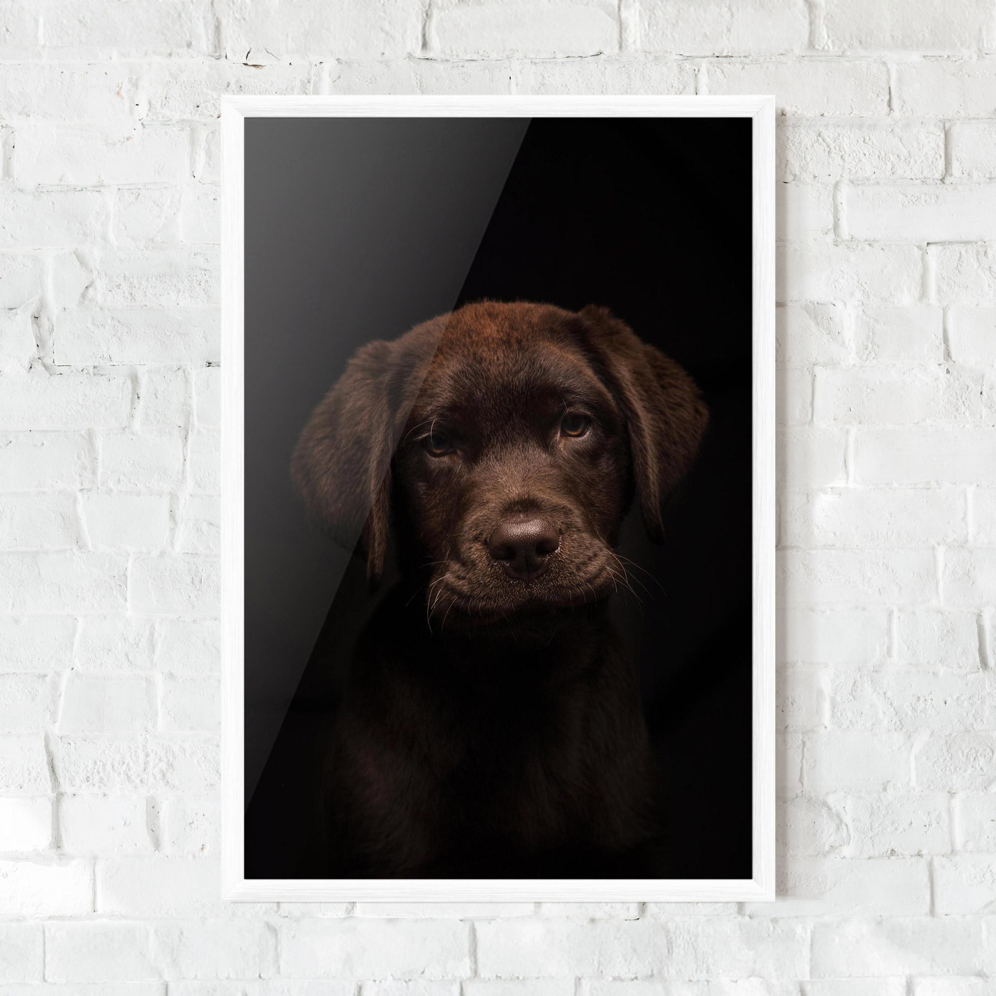 Poster Înrămat Chocolate Labrador mockup 0