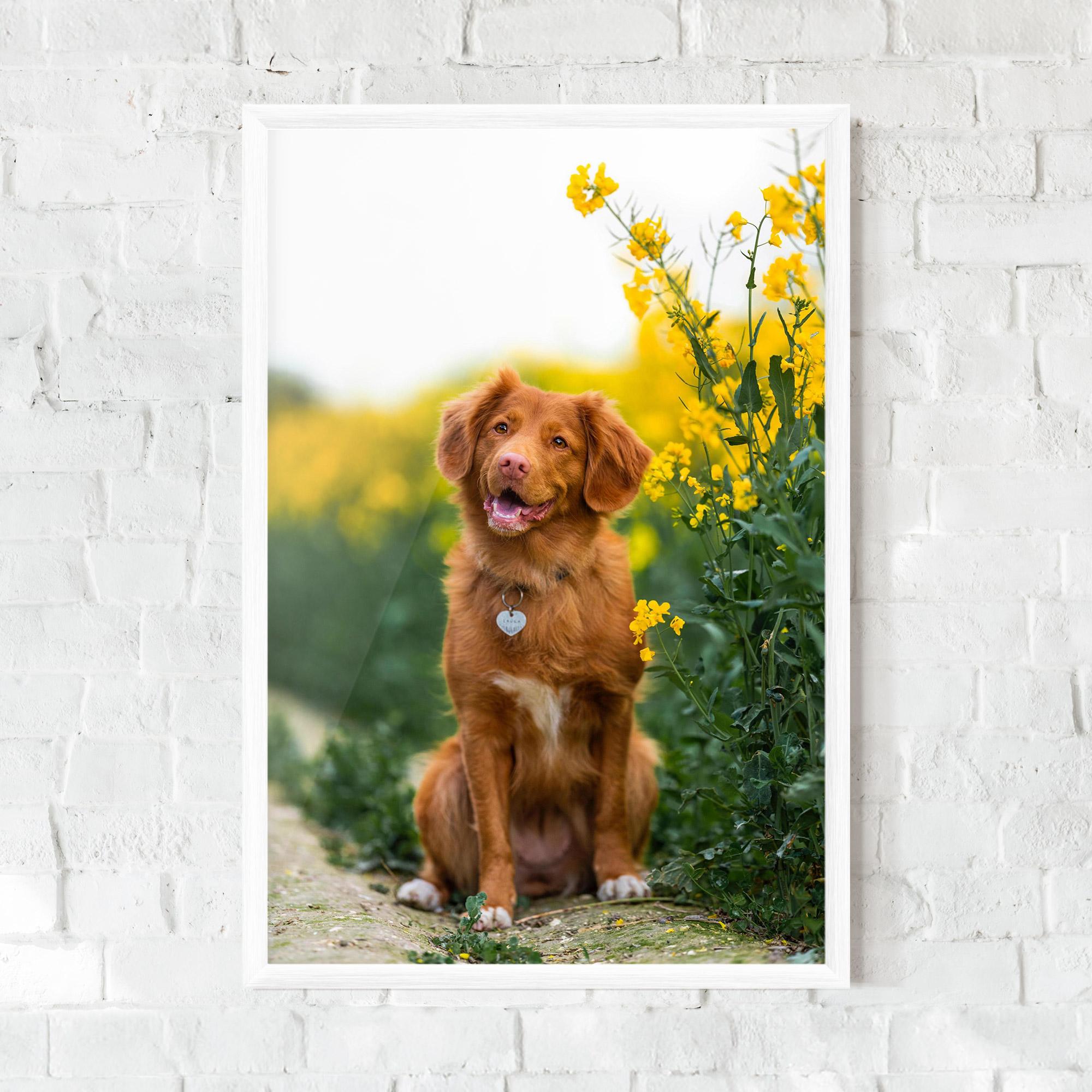 Poster Înrămat Dog Yellow Flowers mockup 0