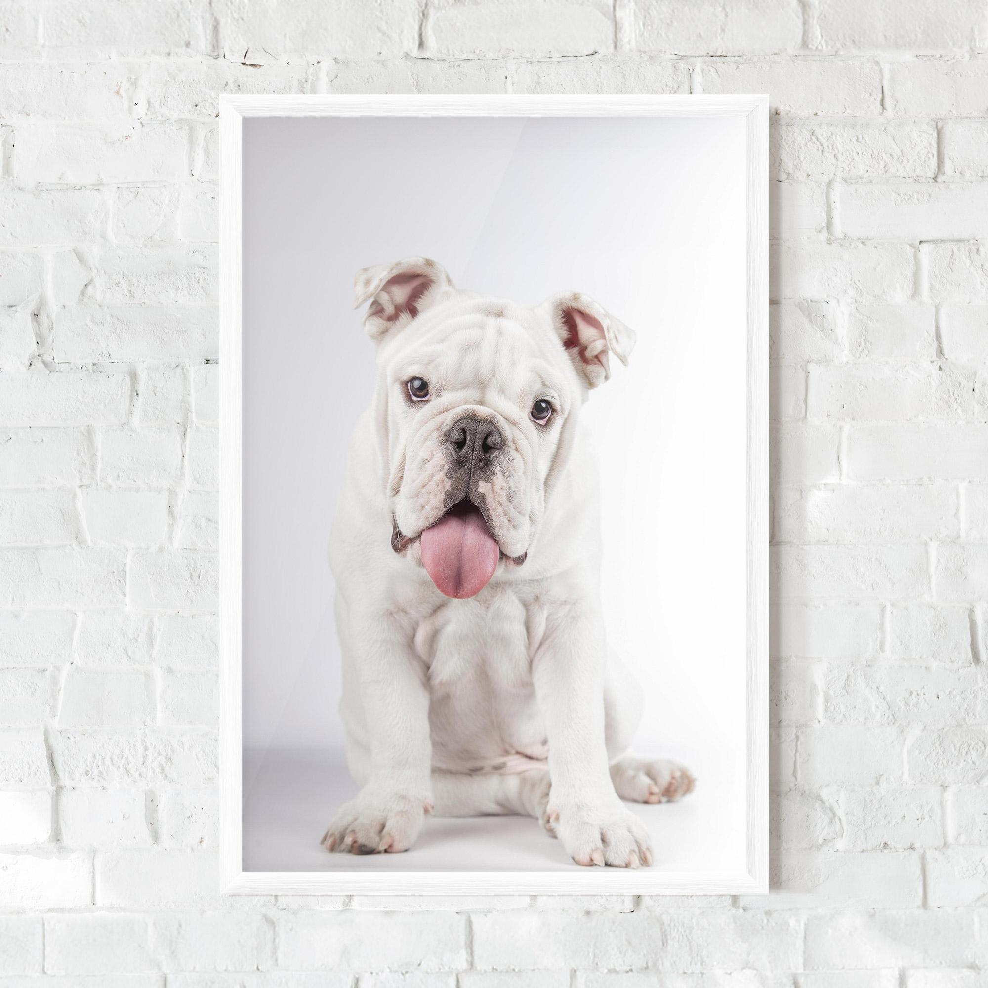 Poster Înrămat English Bulldog mockup 0