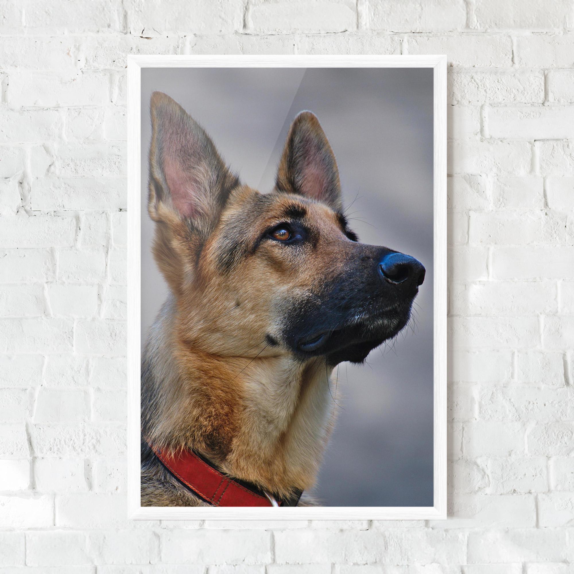 Poster Înrămat German Shepherd mockup 0