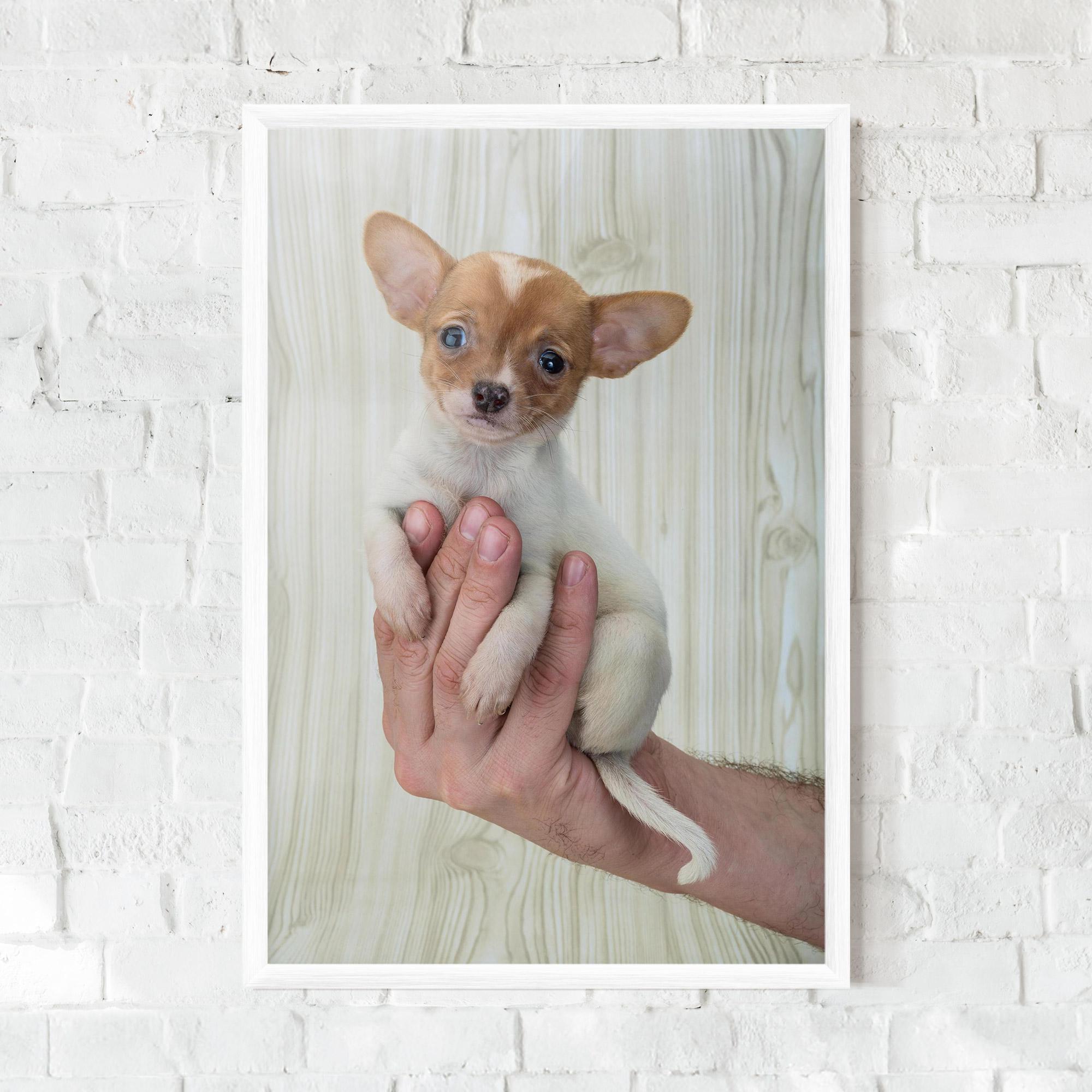 Poster Înrămat Holding Chihuahua mockup 0