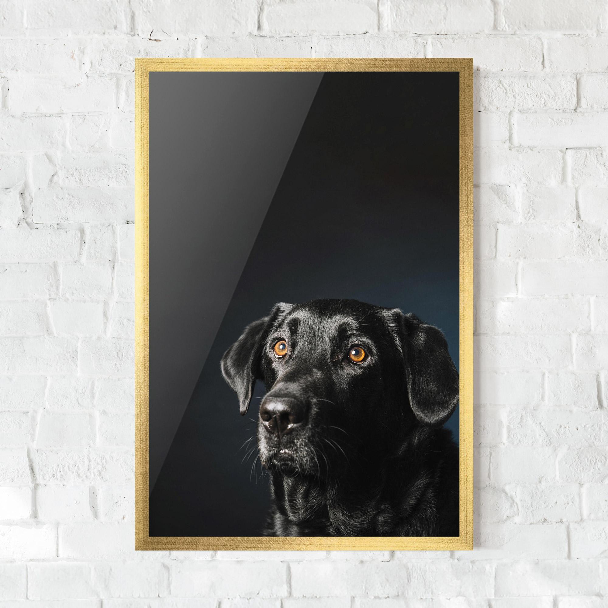 Poster Înrămat Brown Eyes Dog mockup 0