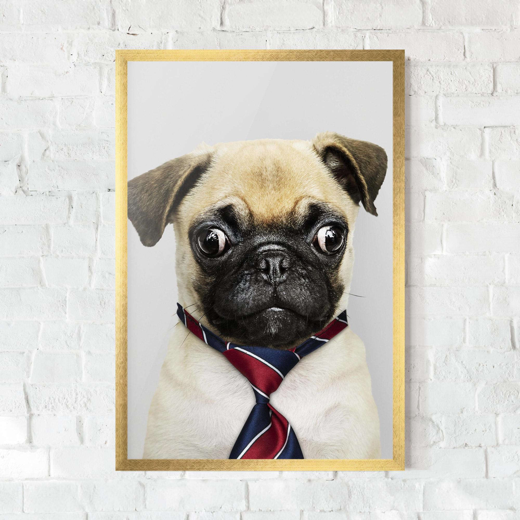 Poster Înrămat Business Pug mockup 0