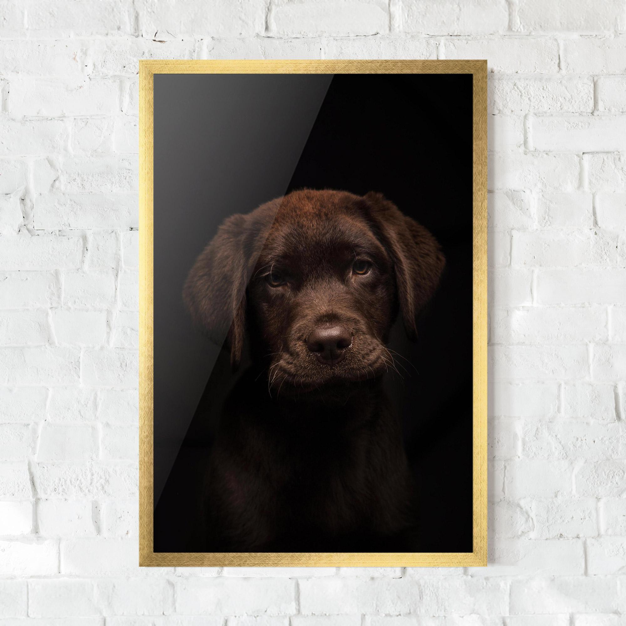 Poster Înrămat Chocolate Labrador mockup 0