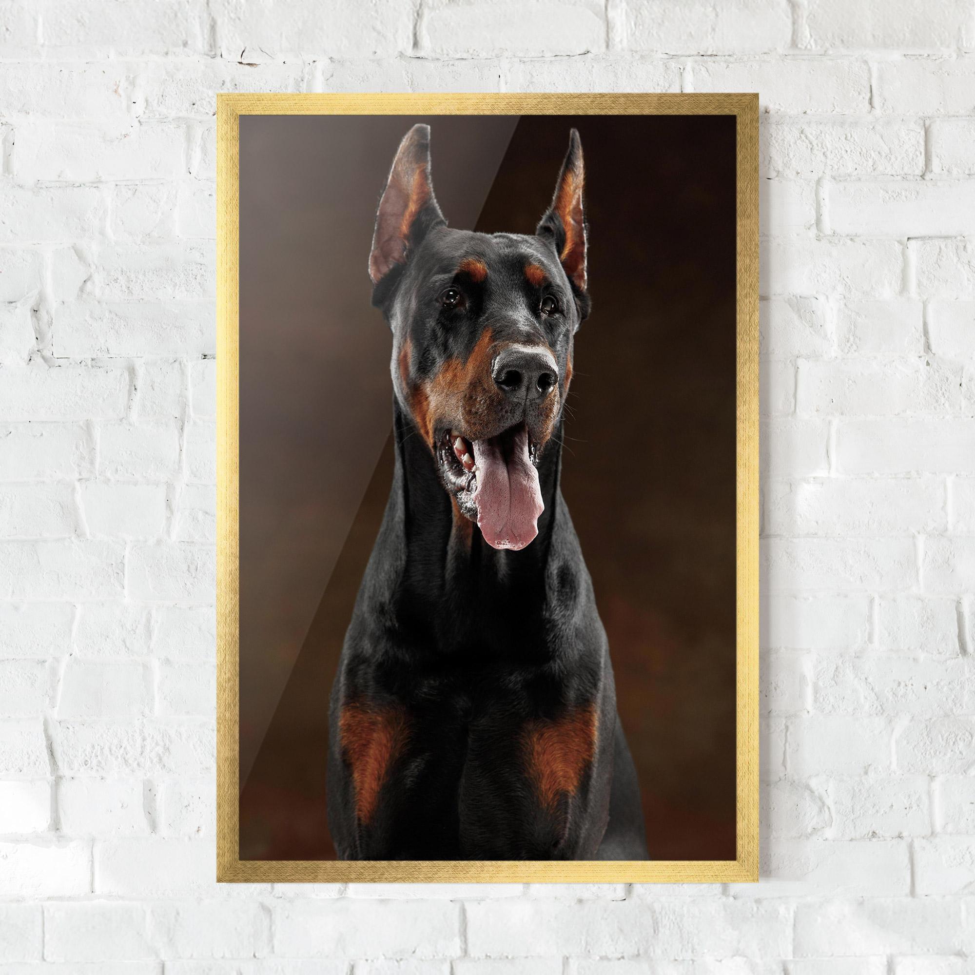 Poster Înrămat Doberman Looking mockup 0