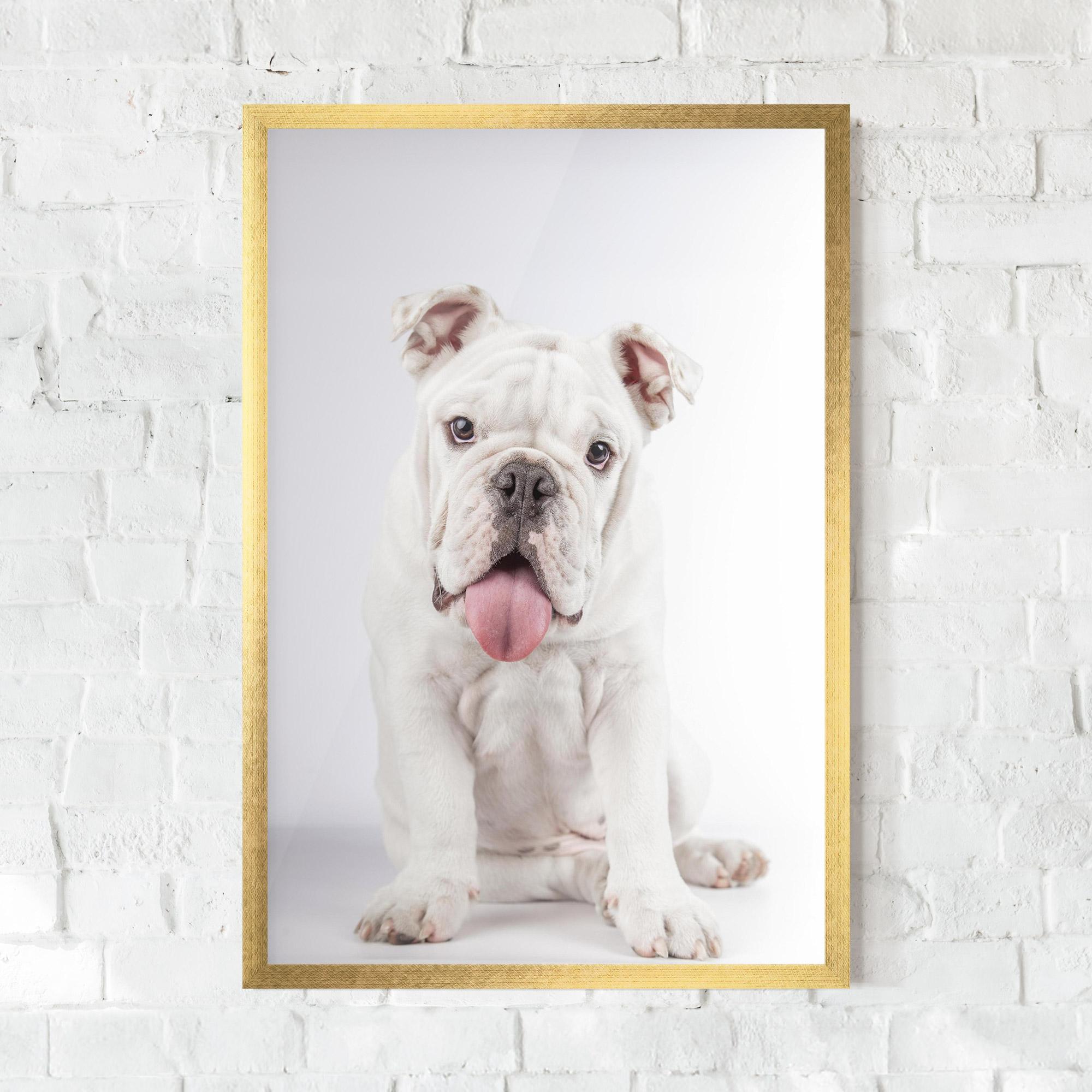 Poster Înrămat English Bulldog mockup 0