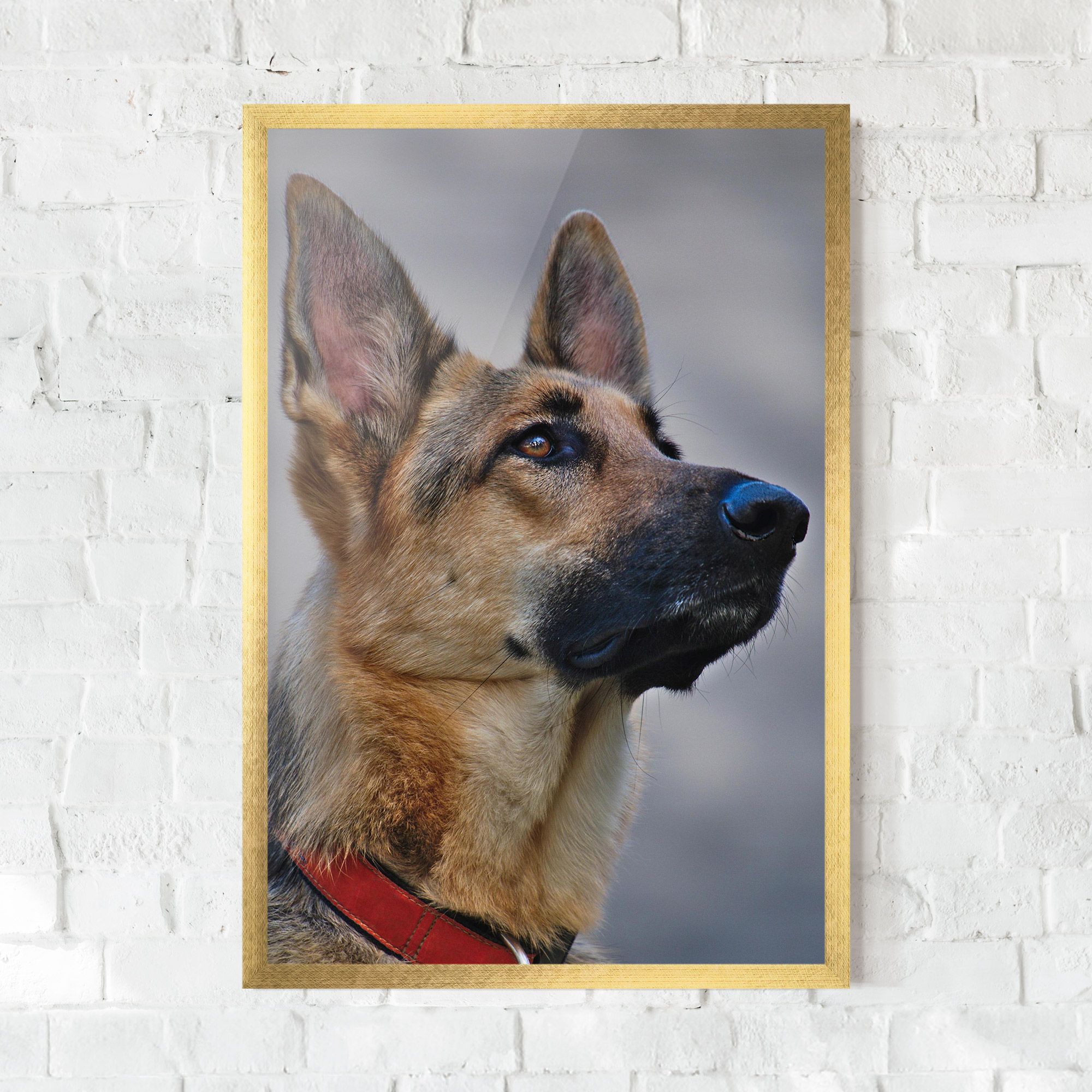 German Shepherd mockup 0