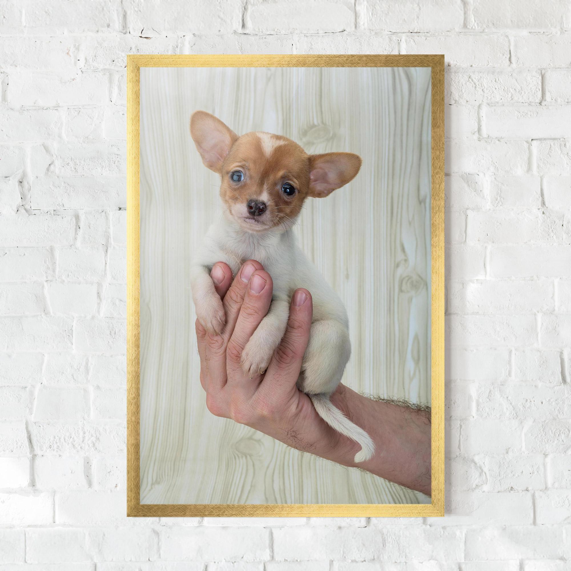 Poster Înrămat Holding Chihuahua mockup 0
