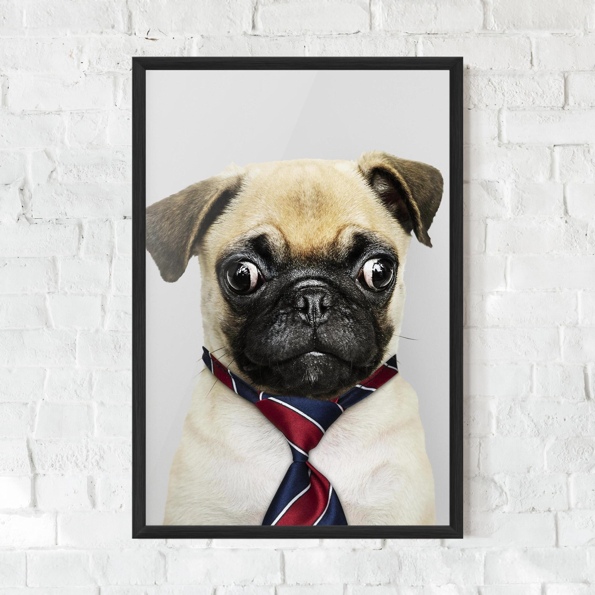 Poster Înrămat Business Pug mockup 0
