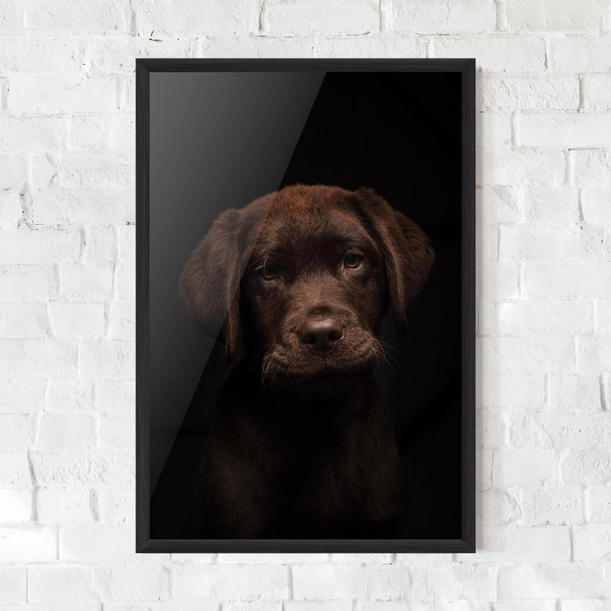 Poster Înrămat Chocolate Labrador mockup 0