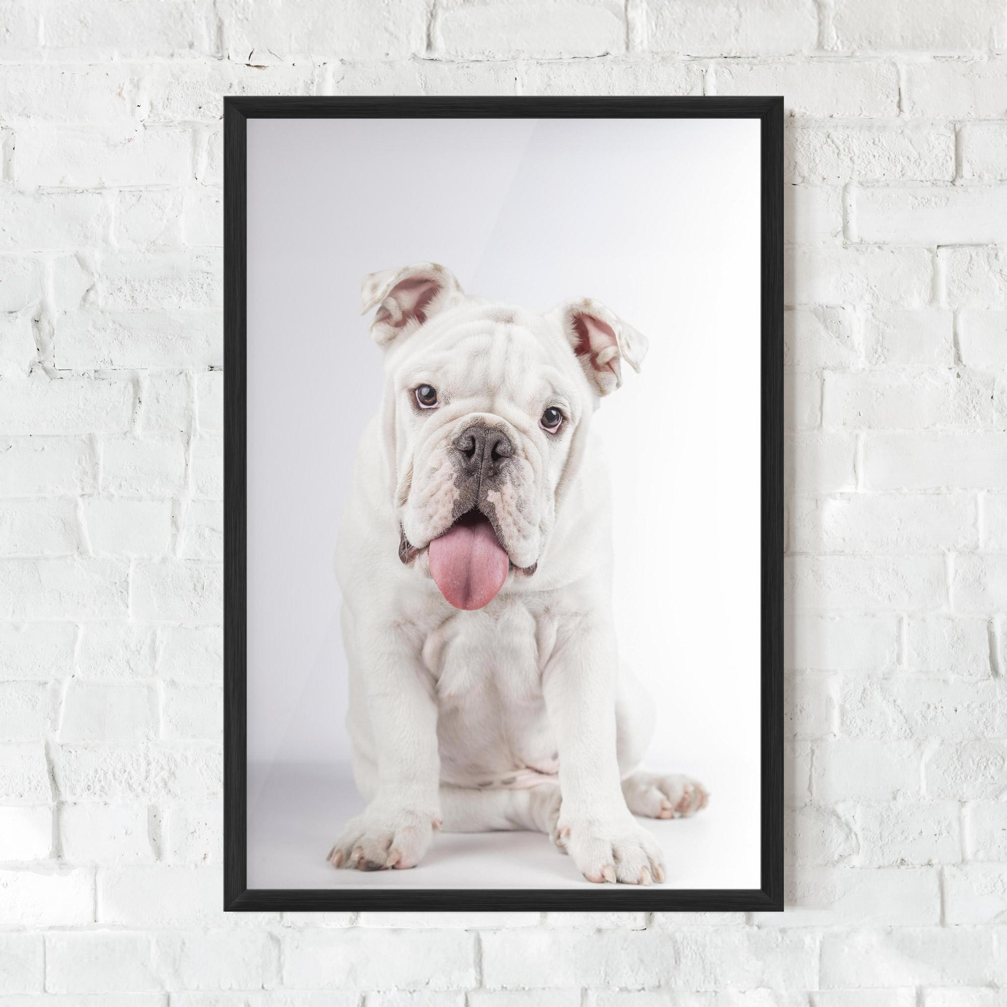 Poster Înrămat English Bulldog mockup 0