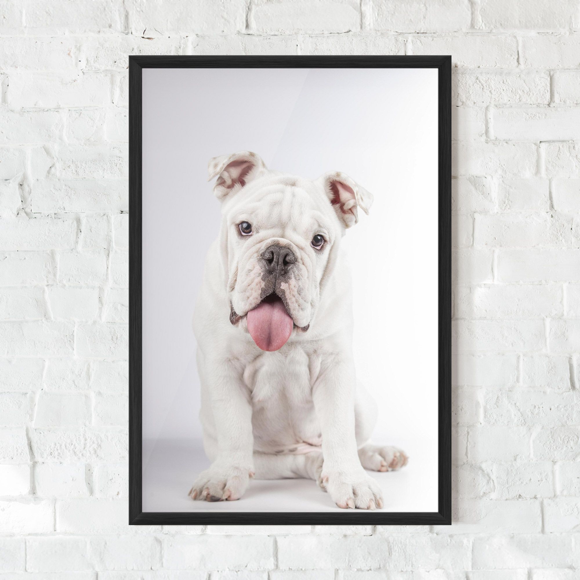 English Bulldog mockup 0