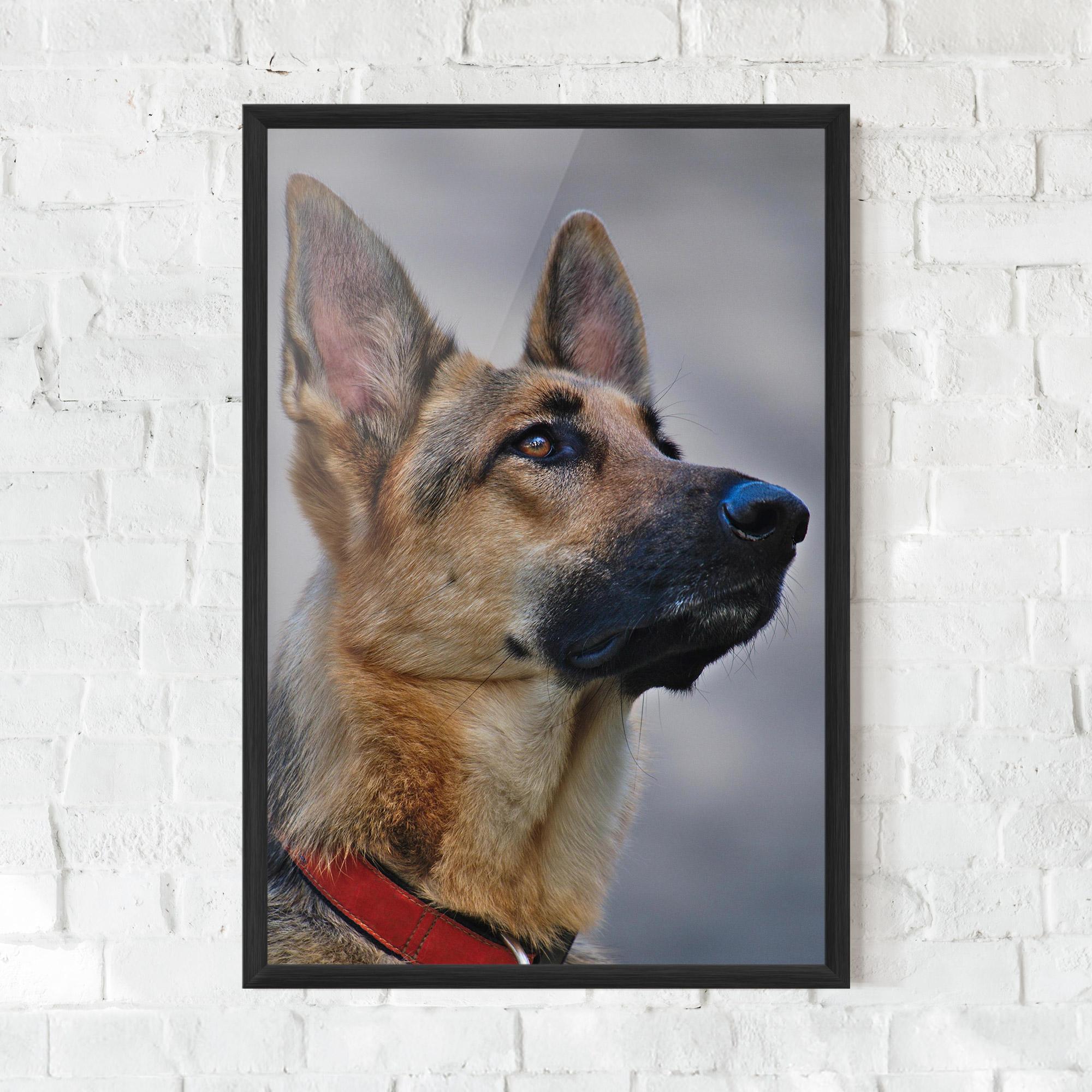 Poster Înrămat German Shepherd mockup 0