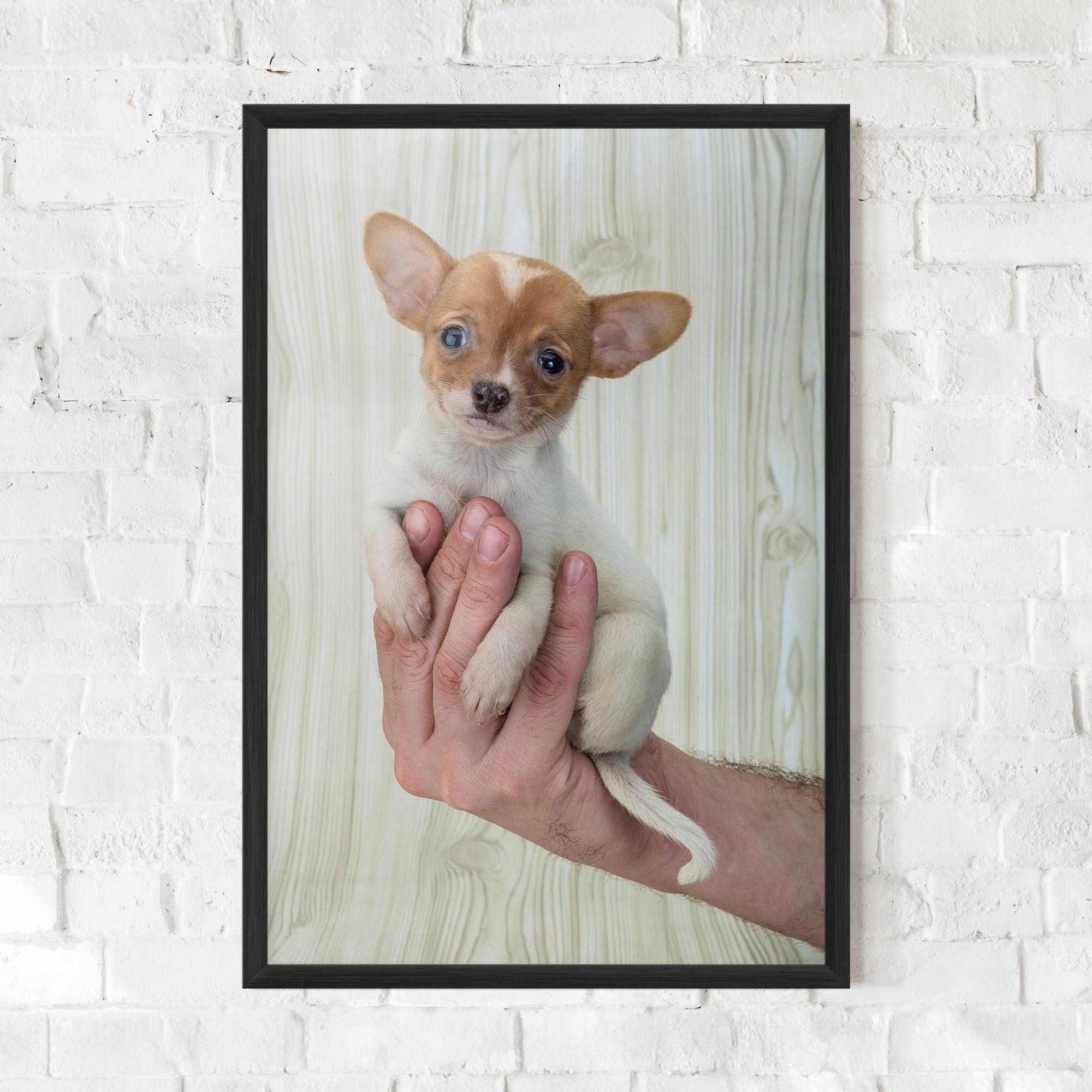 Poster Înrămat Holding Chihuahua mockup 0