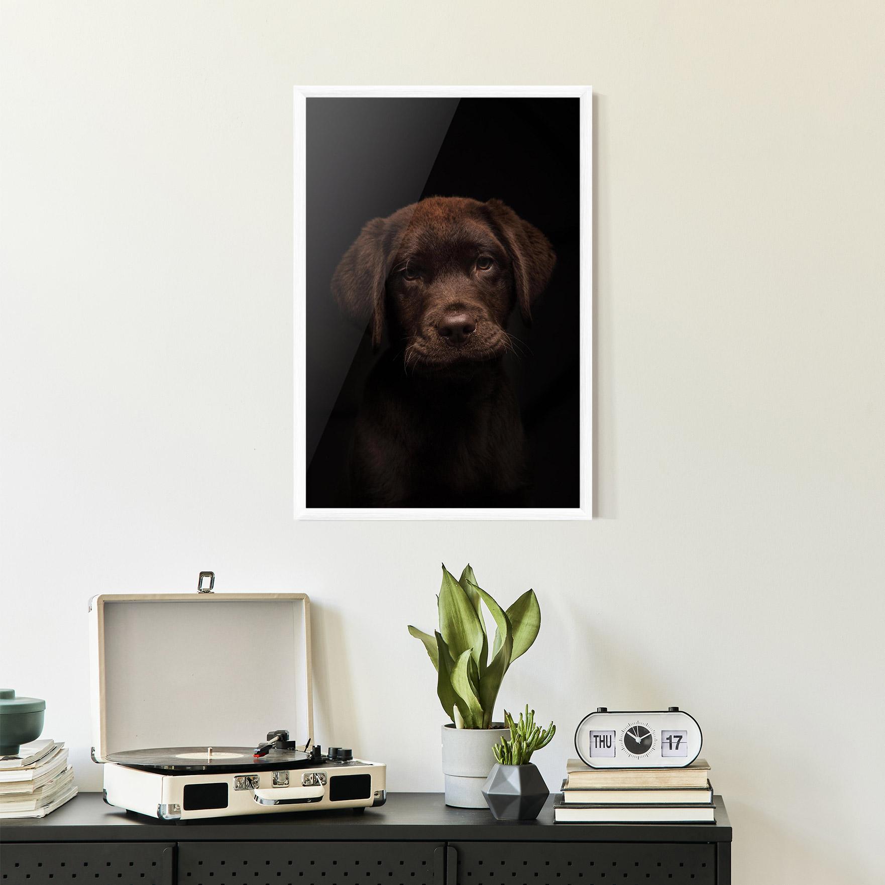 Poster Înrămat Chocolate Labrador mockup 2