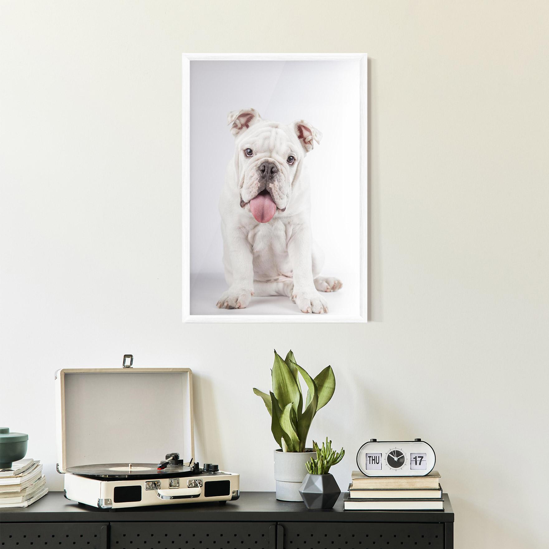 Poster Înrămat English Bulldog mockup 2