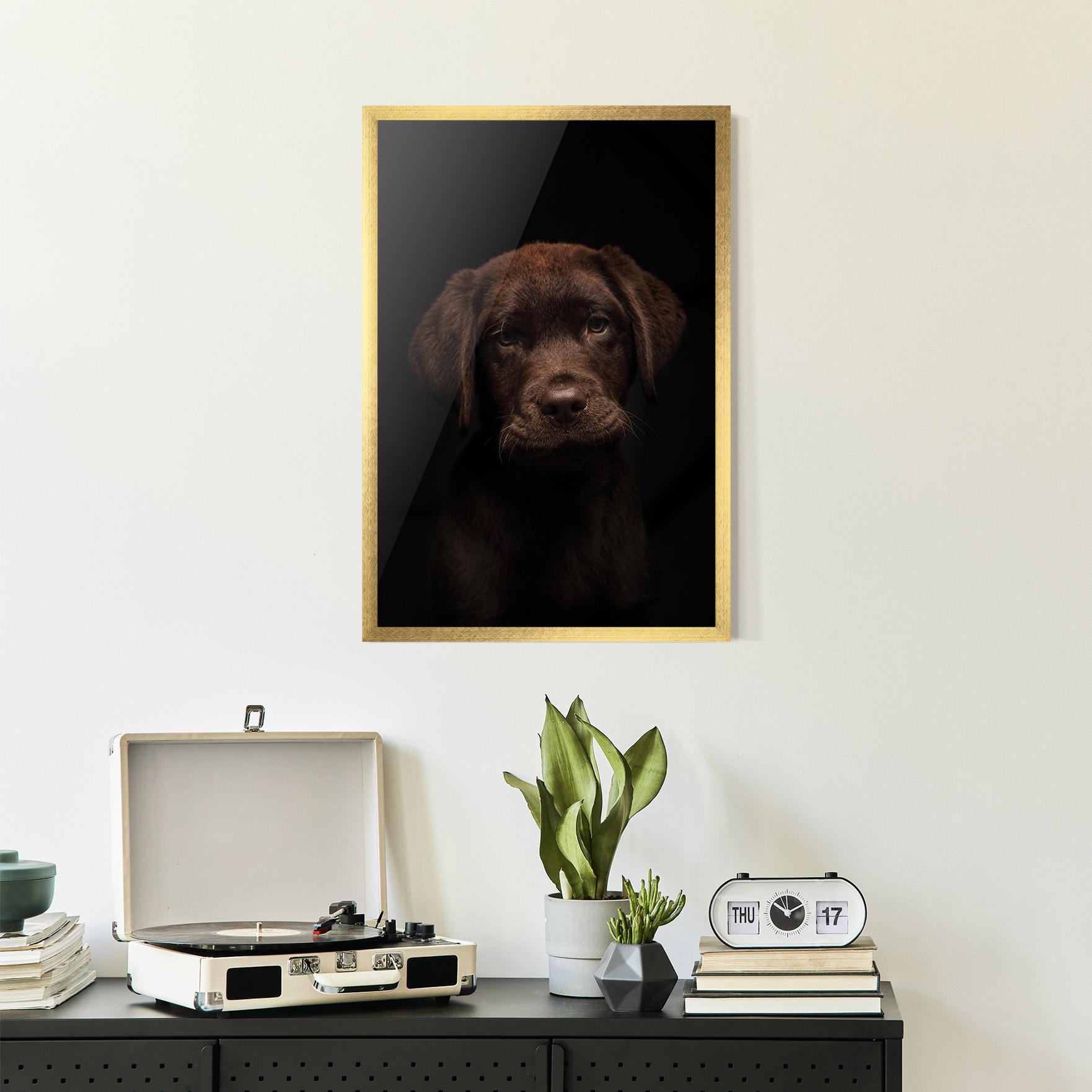 Poster Înrămat Chocolate Labrador mockup 2