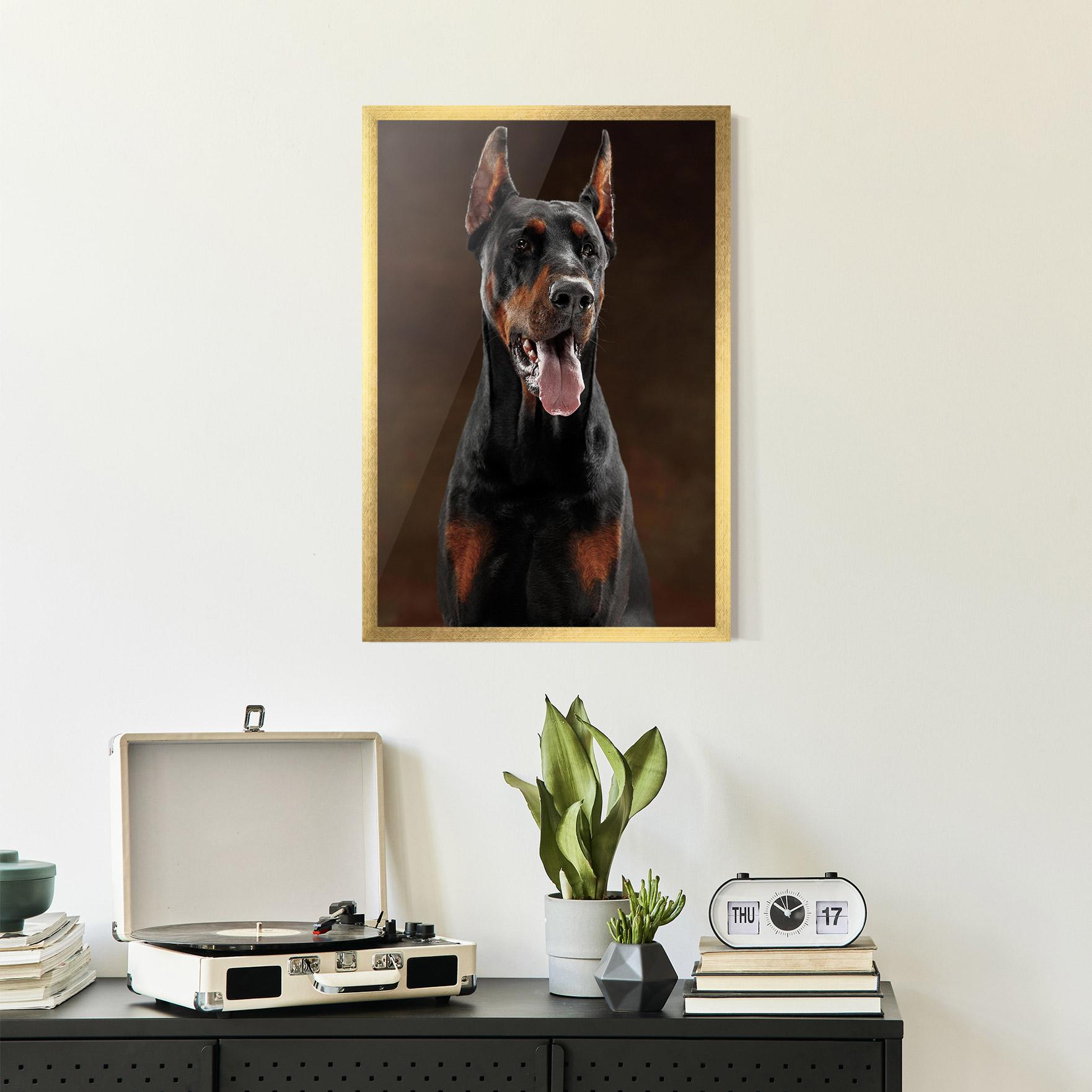 Poster Înrămat Doberman Looking mockup 2