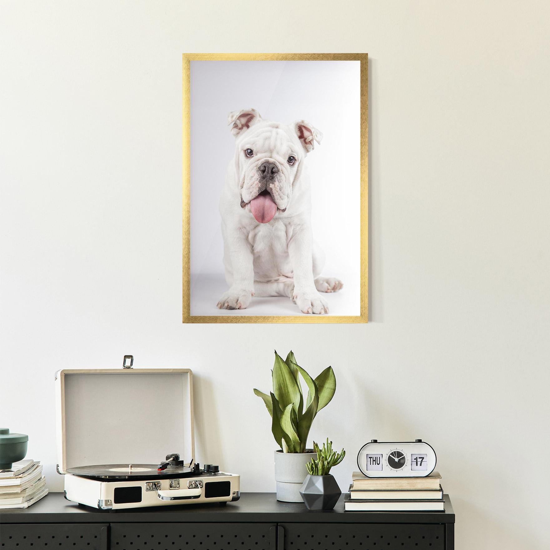 Poster Înrămat English Bulldog mockup 2