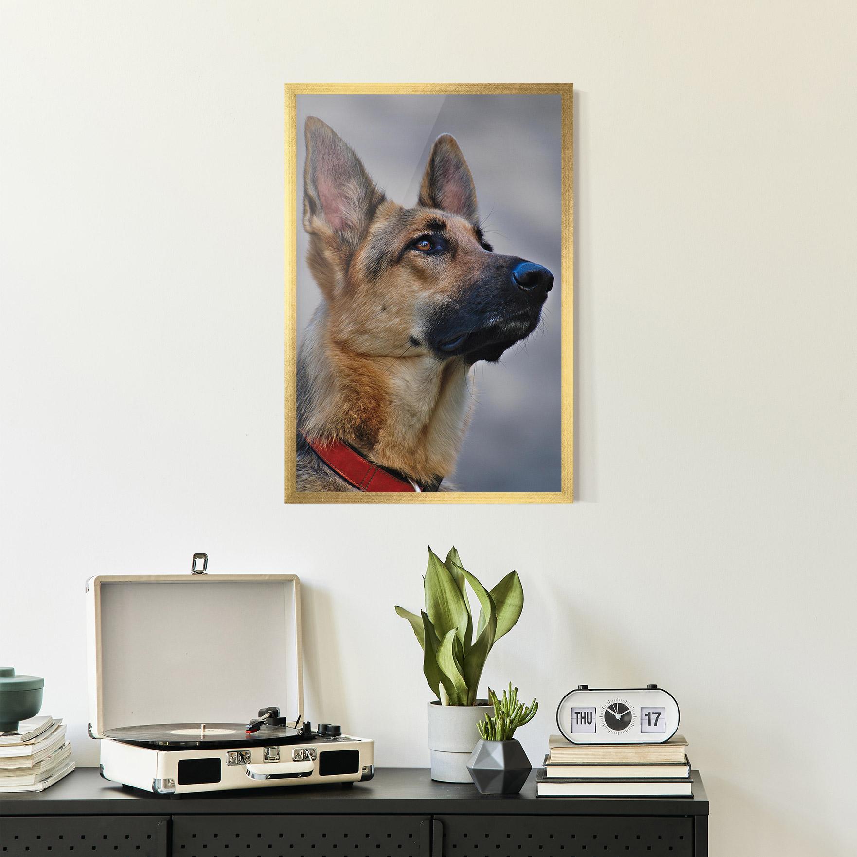 Poster Înrămat German Shepherd mockup 2