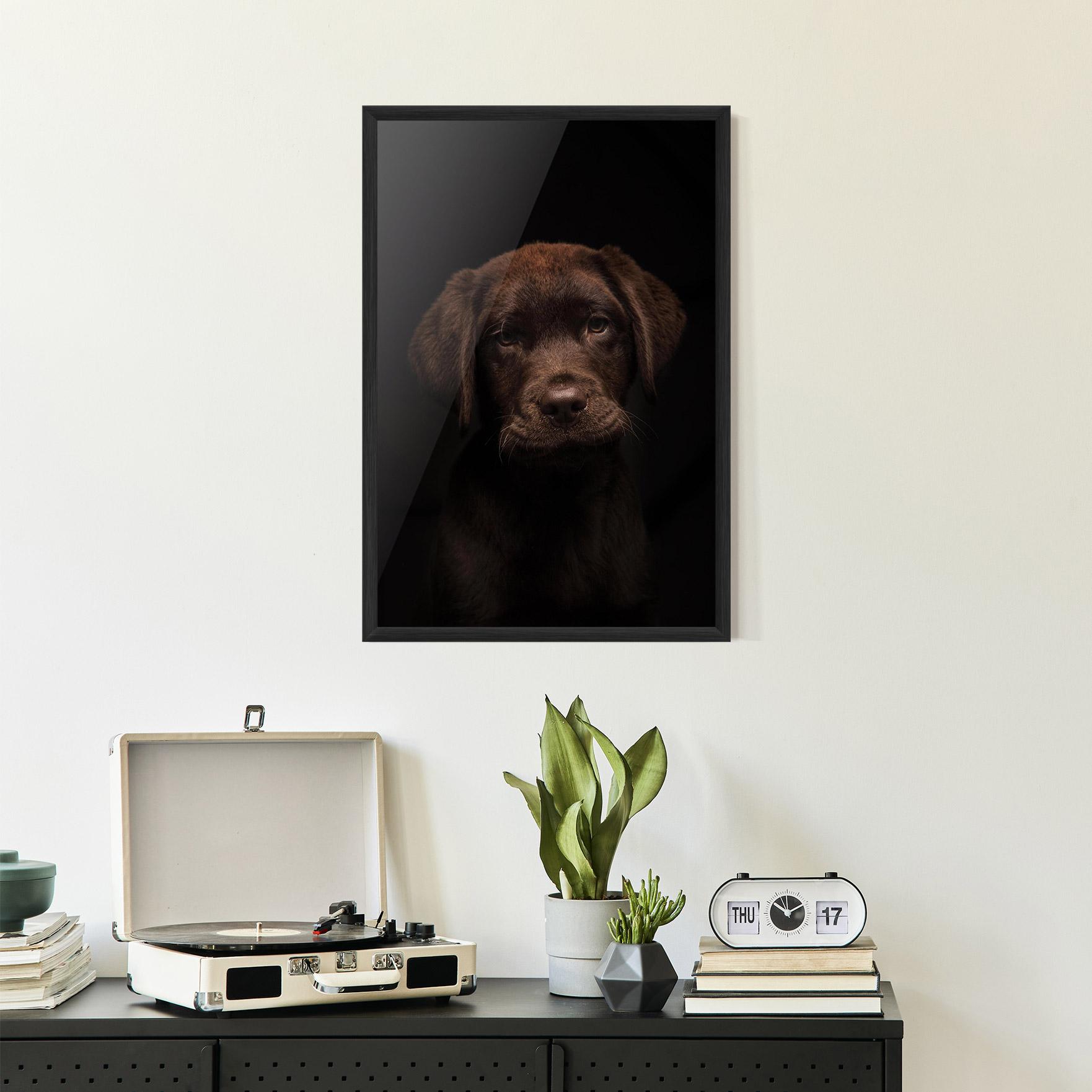 Poster Înrămat Chocolate Labrador mockup 2