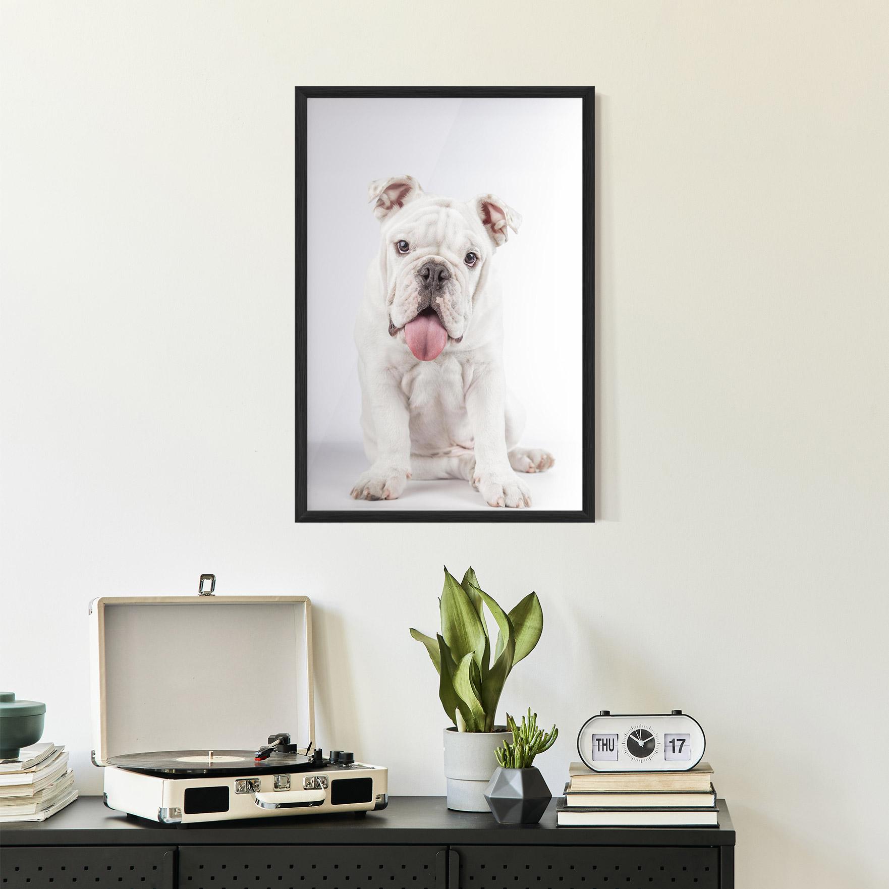 Poster Înrămat English Bulldog mockup 2