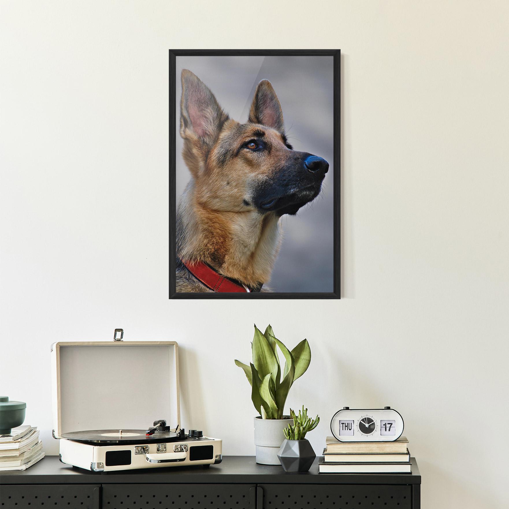 Poster Înrămat German Shepherd mockup 2