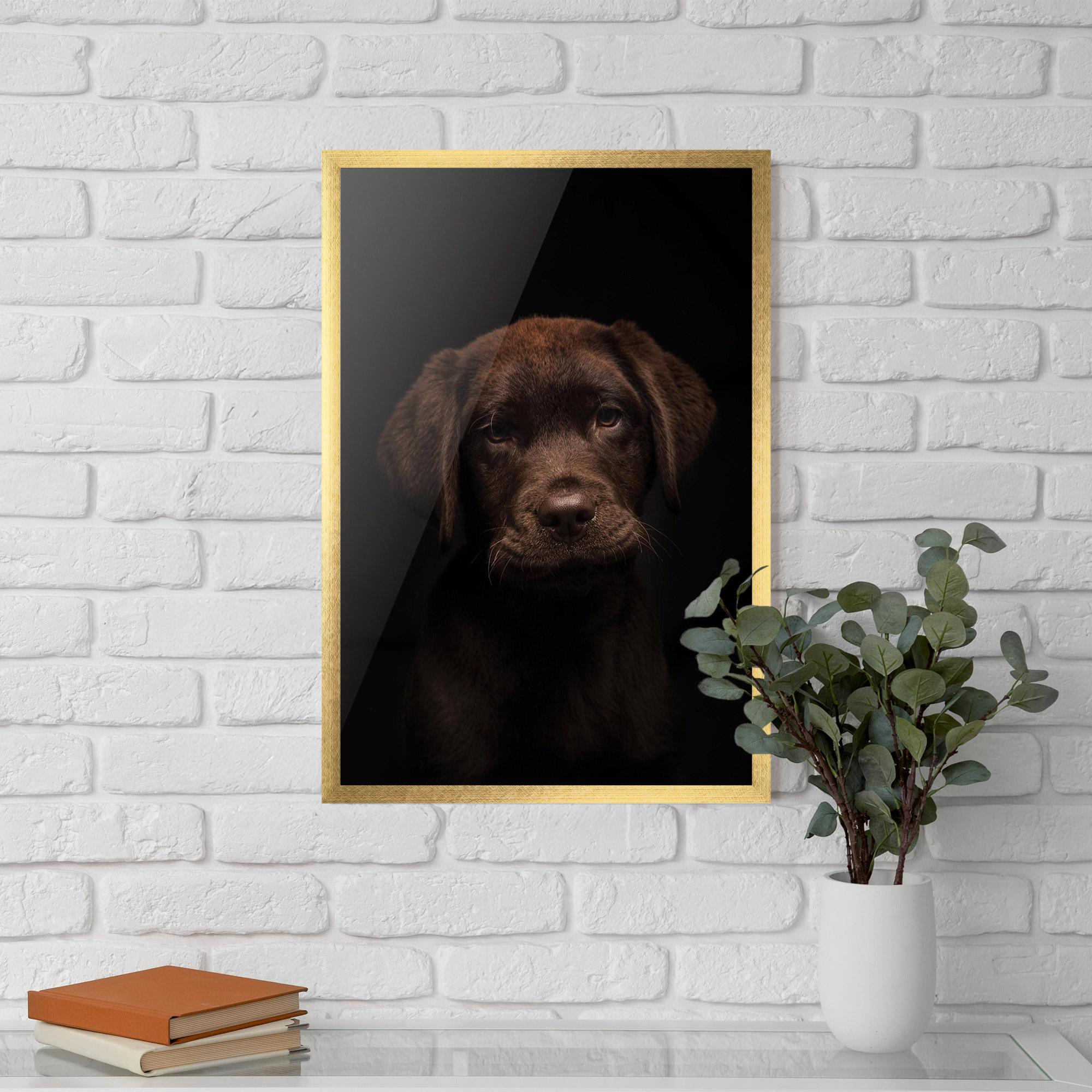 Poster Înrămat Chocolate Labrador mockup 5