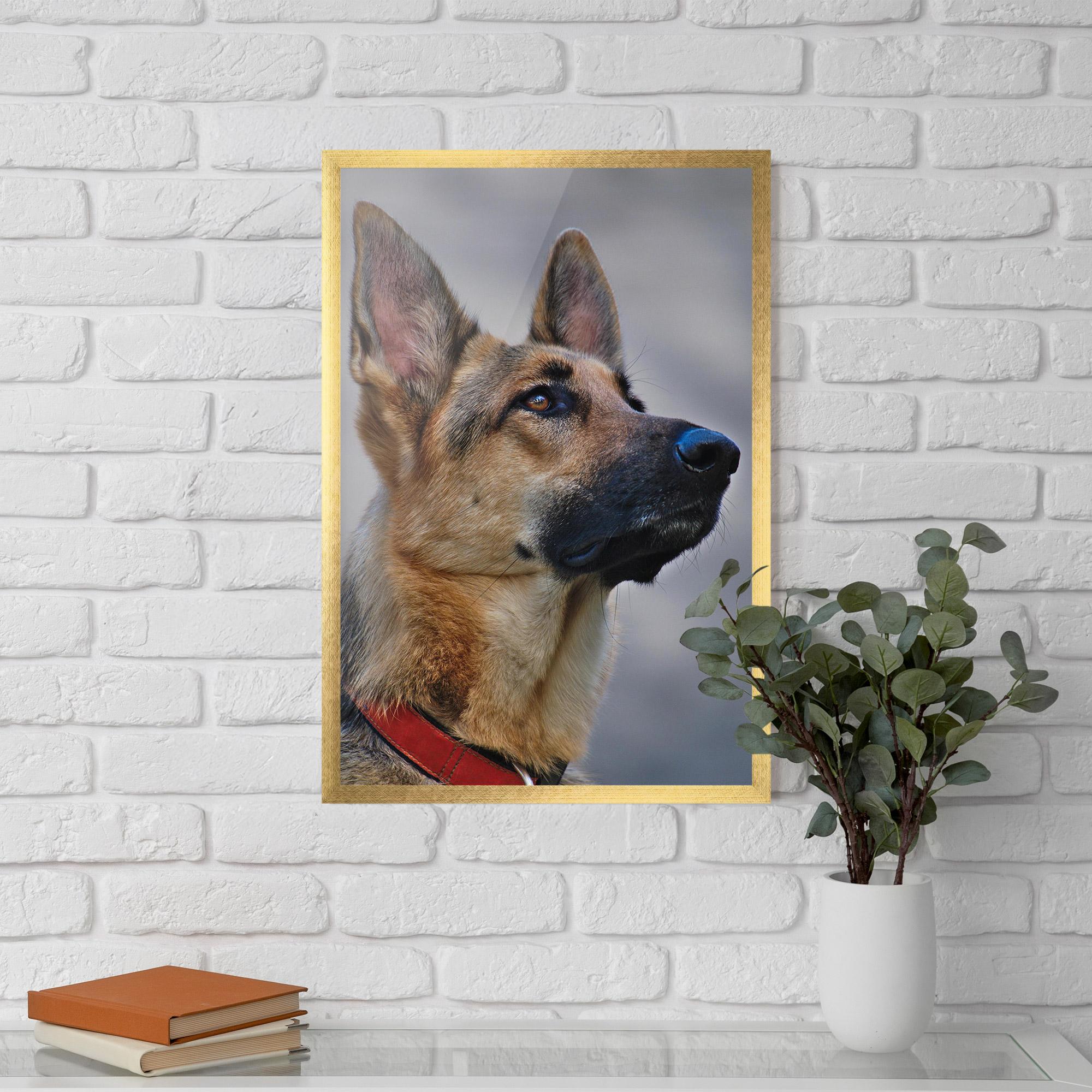 Poster Înrămat German Shepherd mockup 5