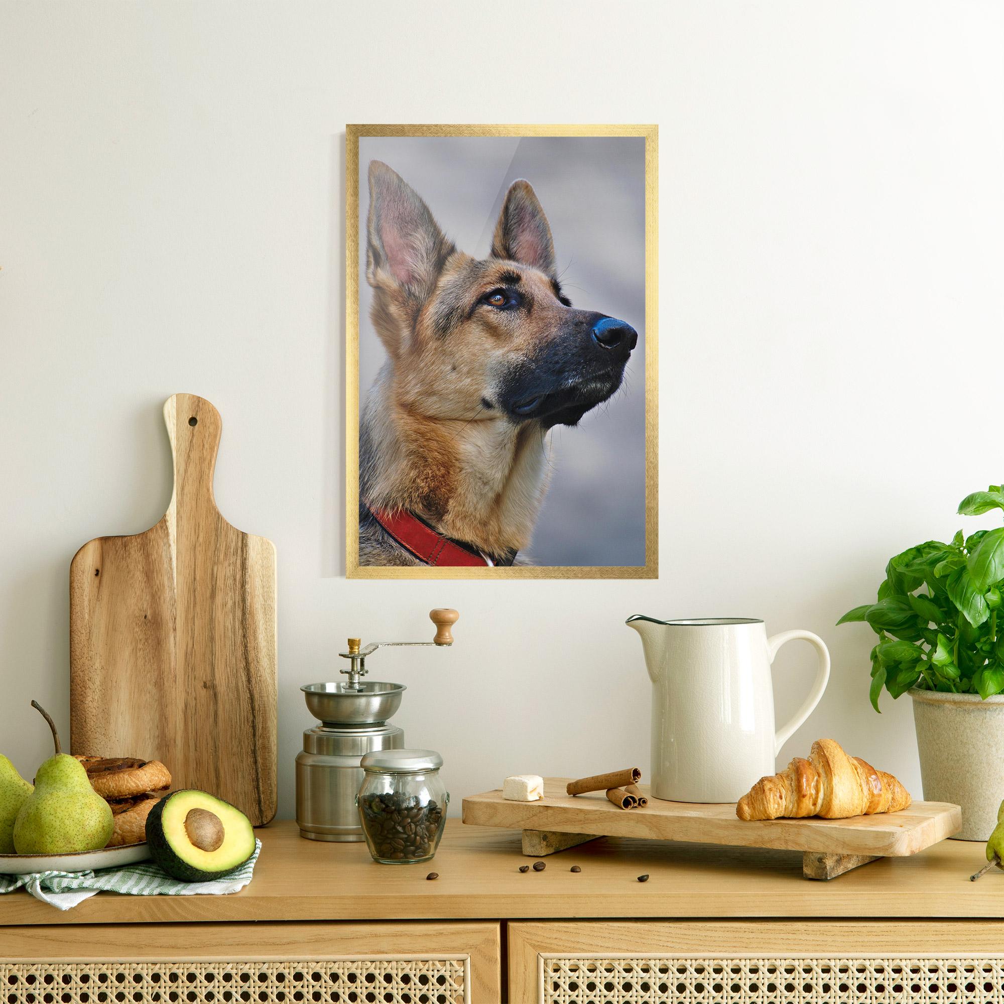 Poster Înrămat German Shepherd mockup 8