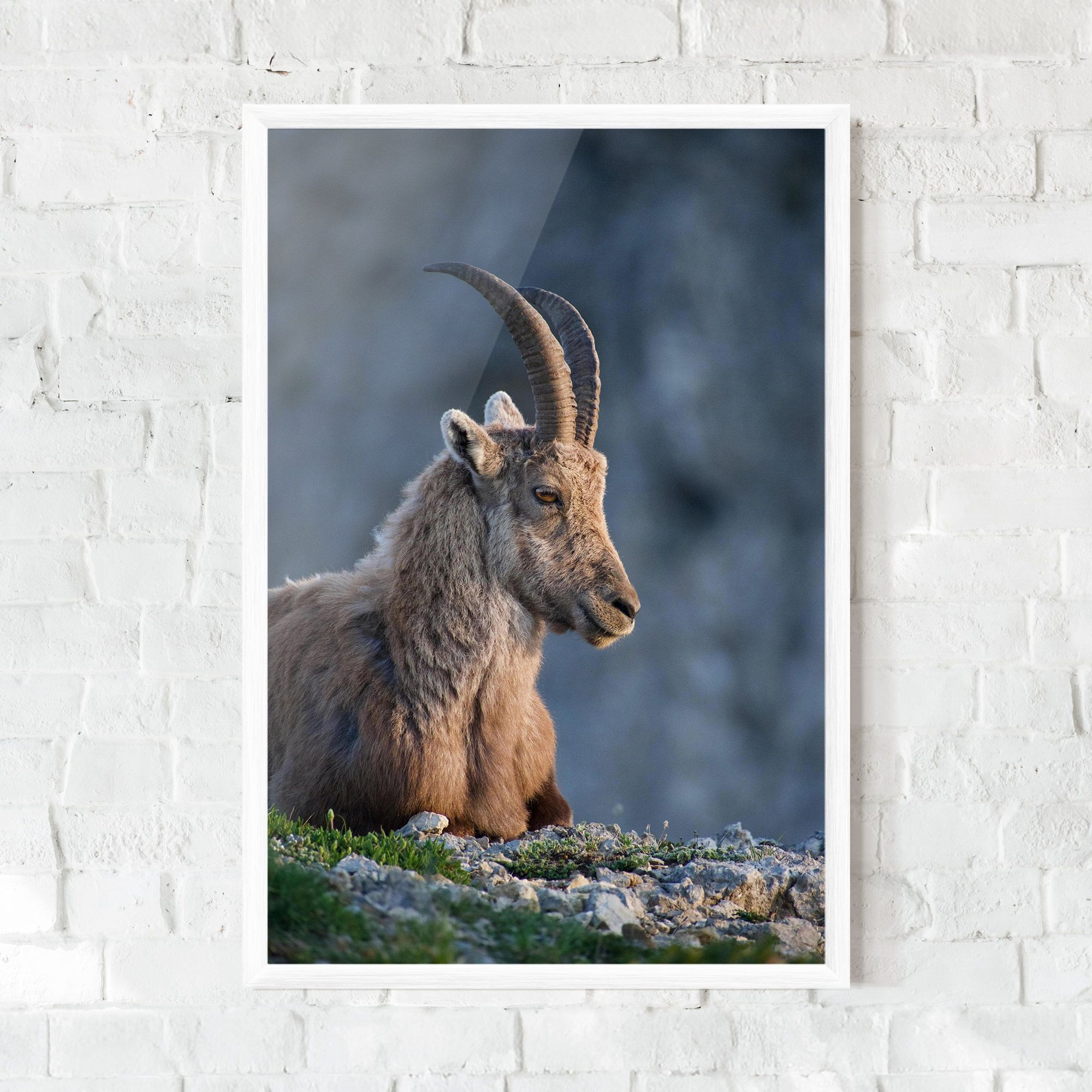 Mountain Goat mockup 0