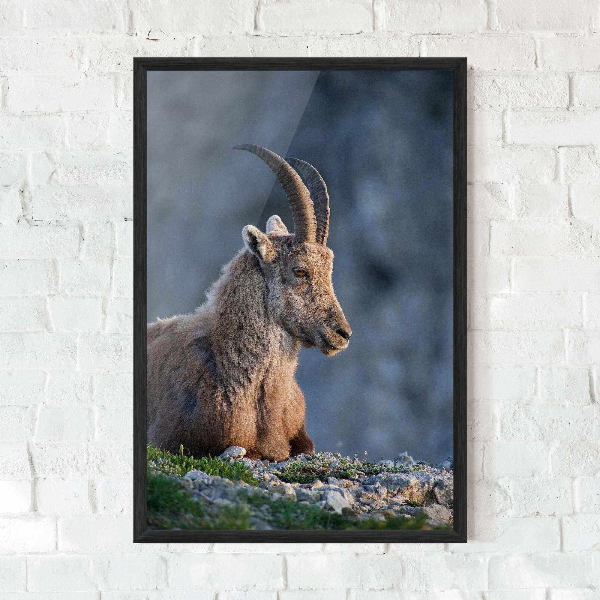 Poster Înrămat Mountain Goat mockup 0