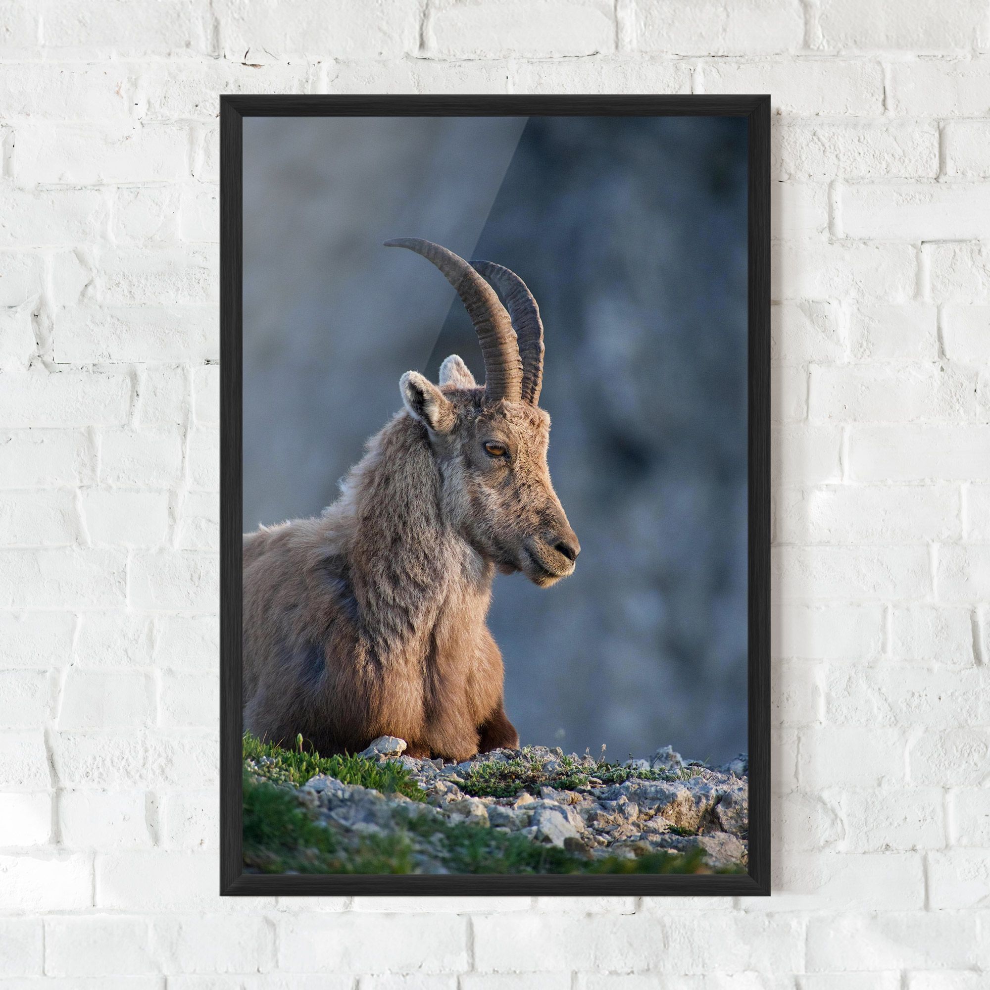 Mountain Goat mockup 0