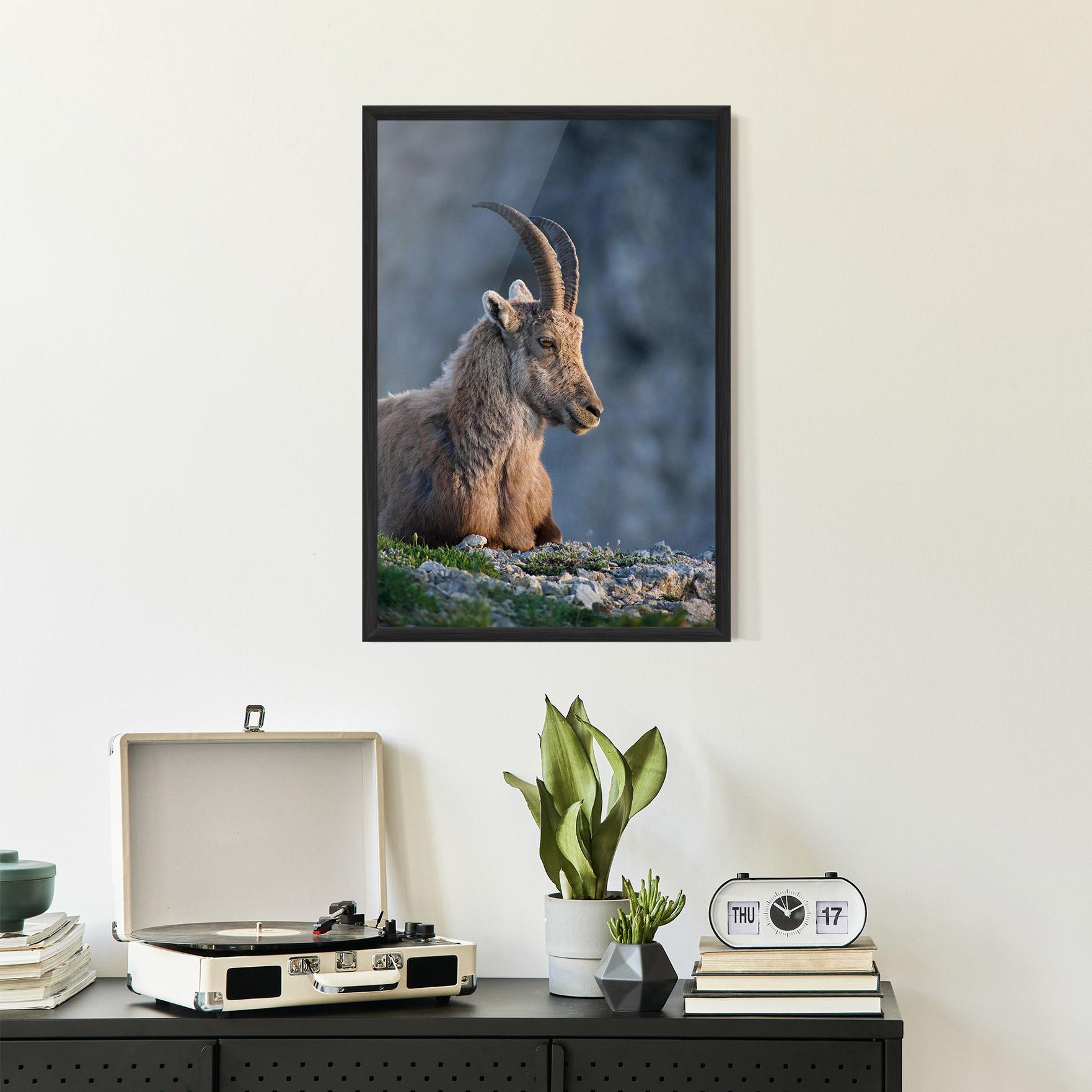 Poster Înrămat Mountain Goat mockup 2