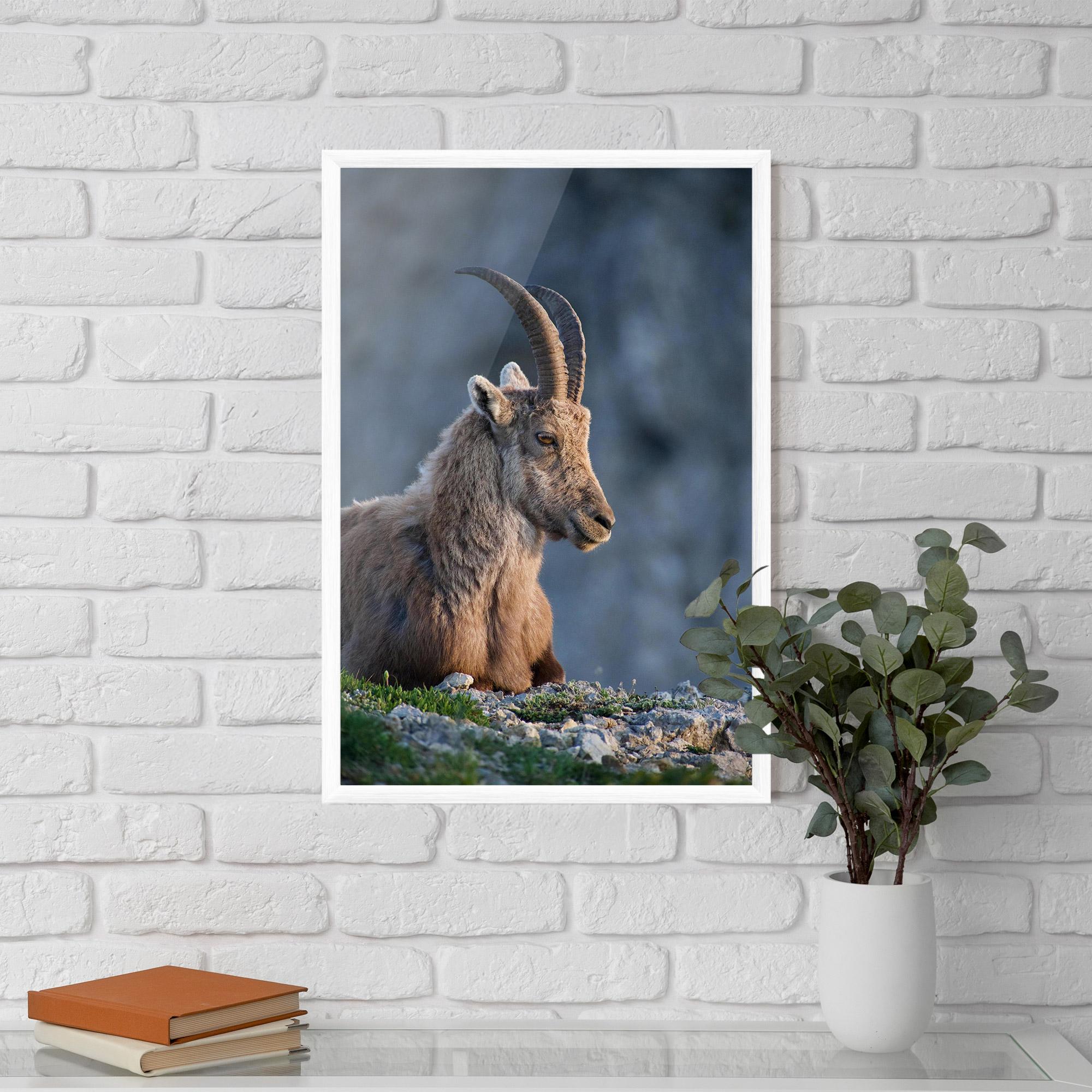 Poster Înrămat Mountain Goat mockup 5