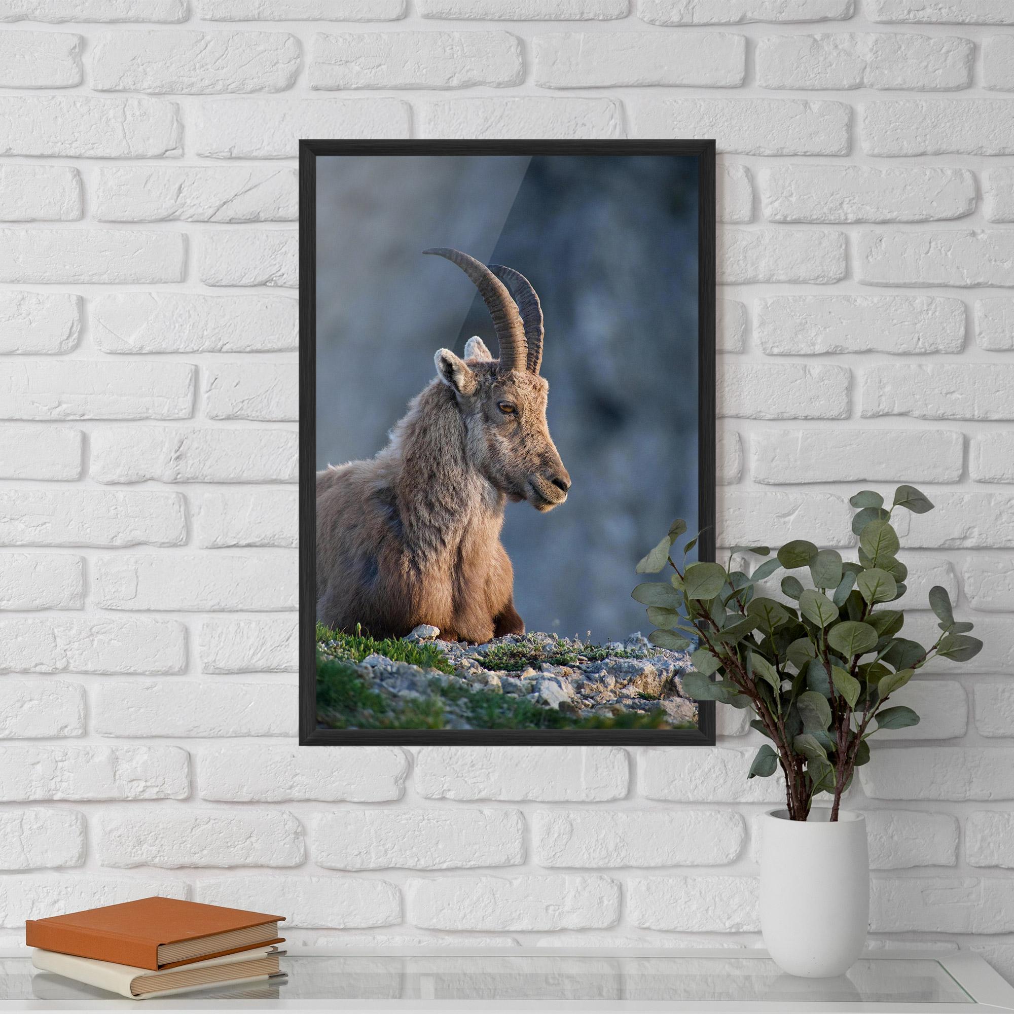 Poster Înrămat Mountain Goat mockup 5