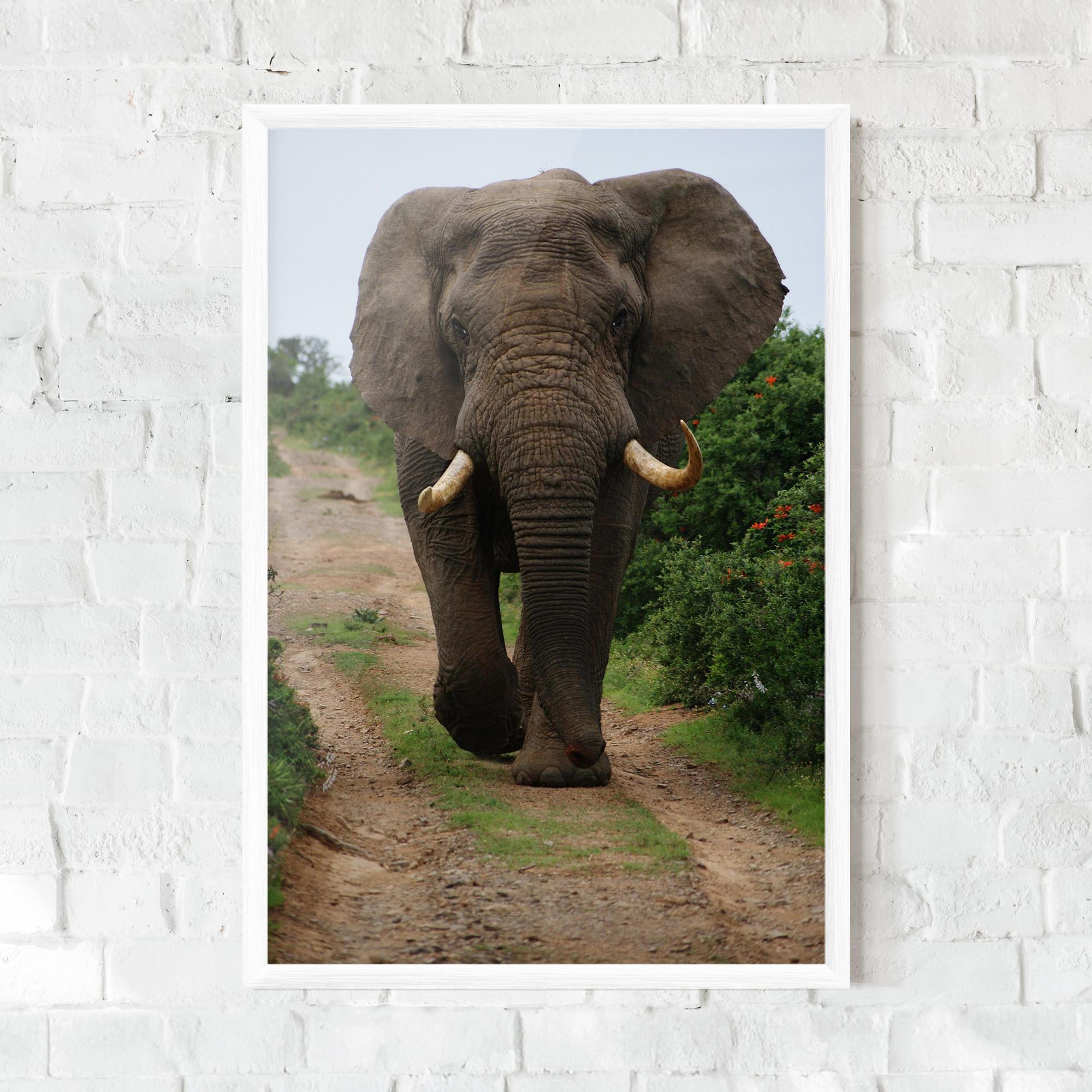 Poster Înrămat Elephant Safari mockup 0