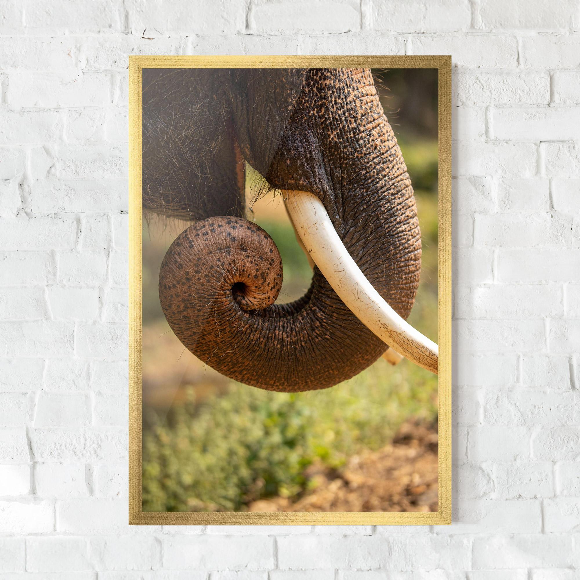 Poster Înrămat Elephant Mouth Close Up mockup 0