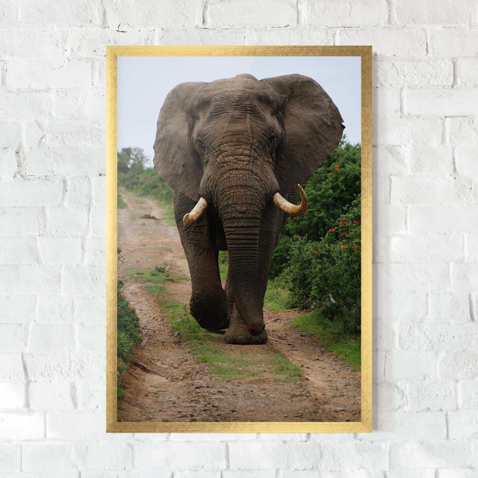 Poster Înrămat Elephant Safari mockup 0
