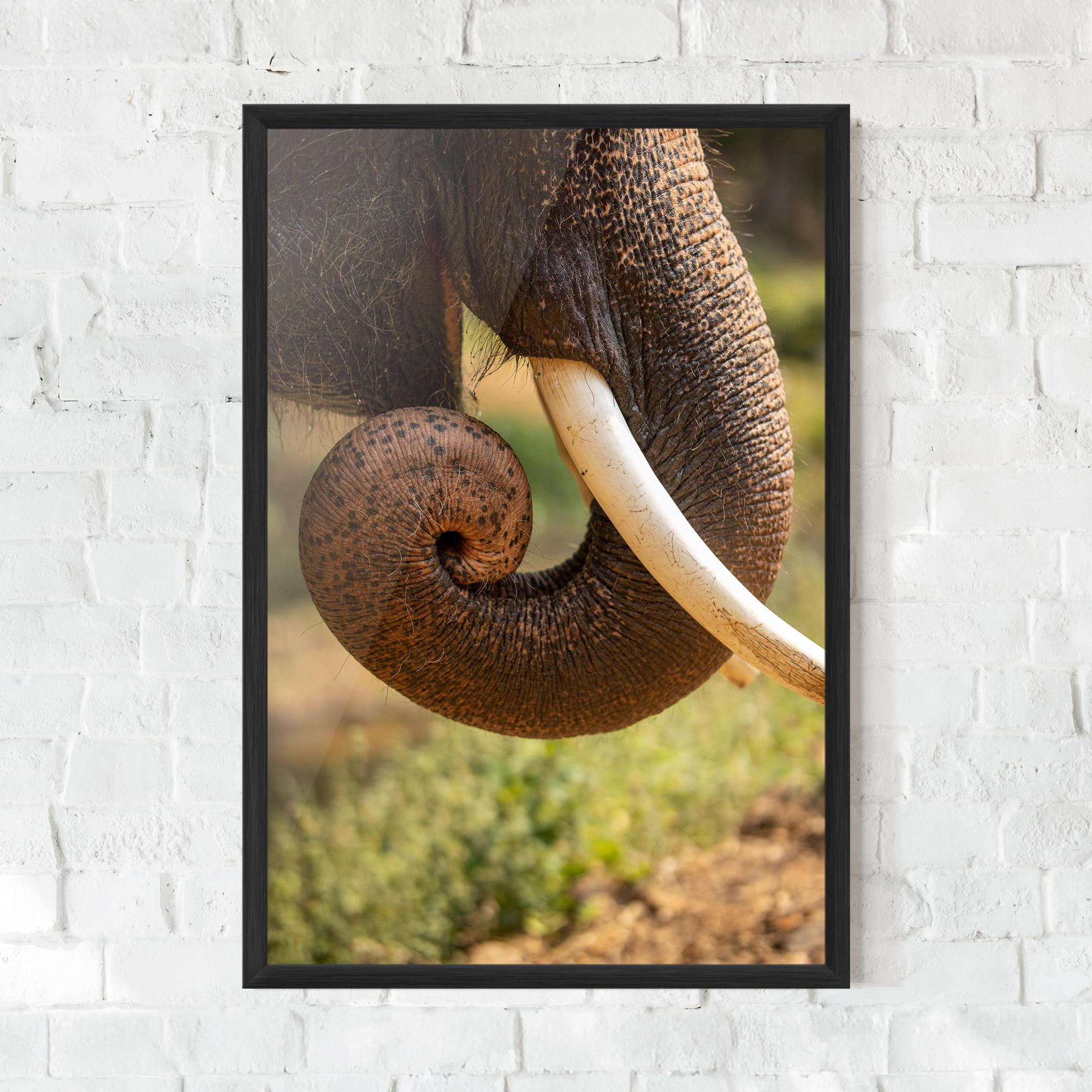 Poster Înrămat Elephant Mouth Close Up mockup 0