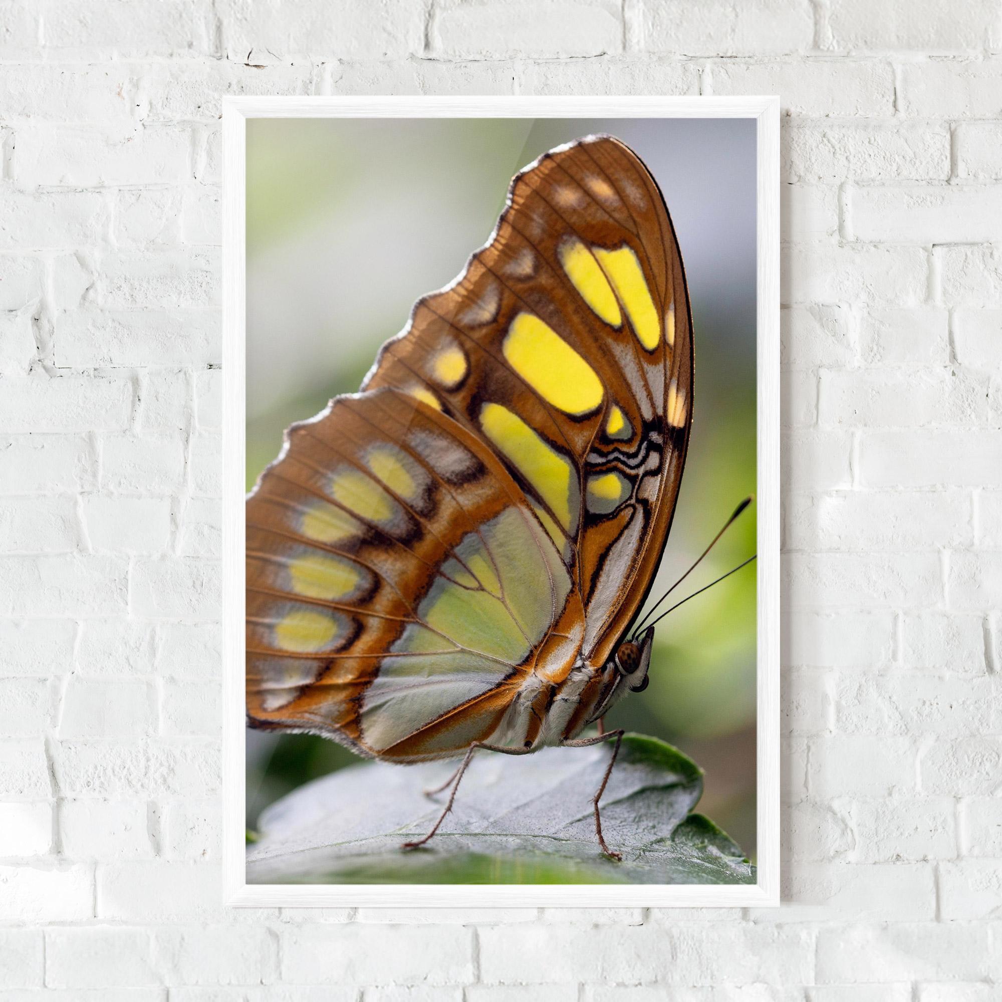 Poster Înrămat Brown Yellow Butterfly mockup 0