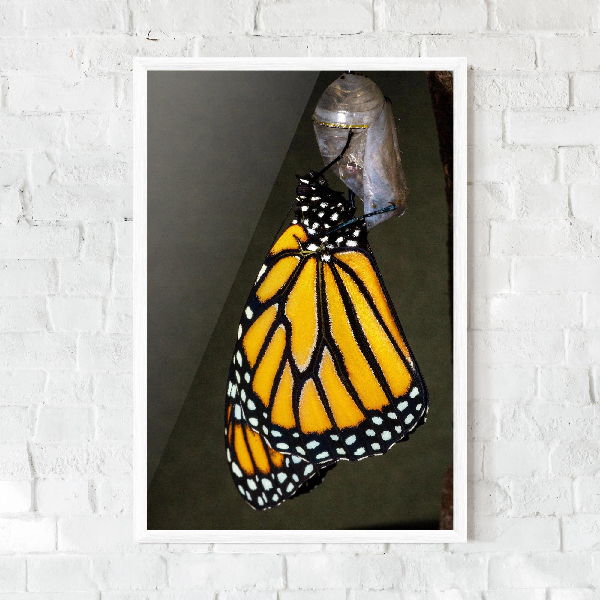 Poster Înrămat Dark Yellow Butterfly mockup 0