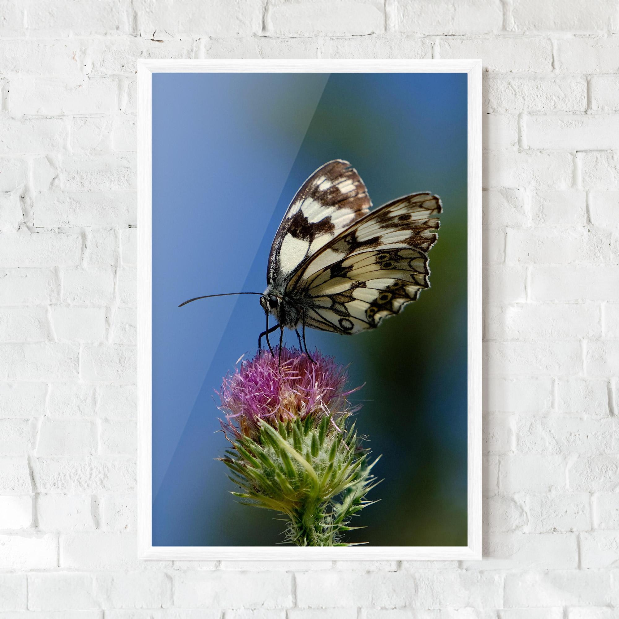 Poster Înrămat Grey White Butterfly mockup 0