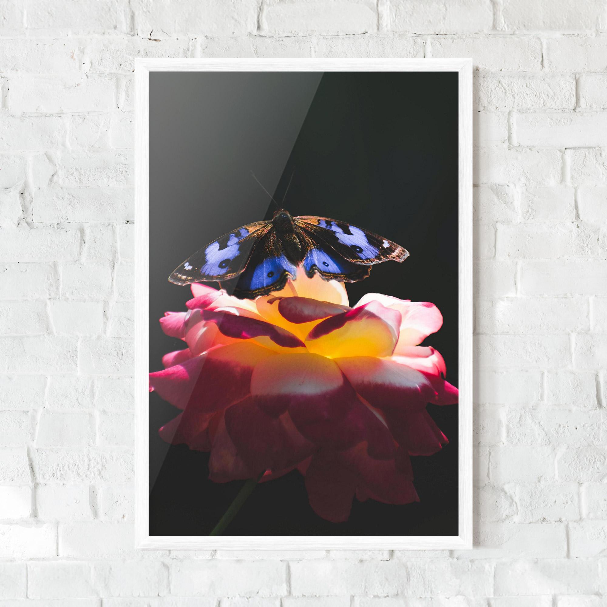 Poster Înrămat Rose Butterfly mockup 0