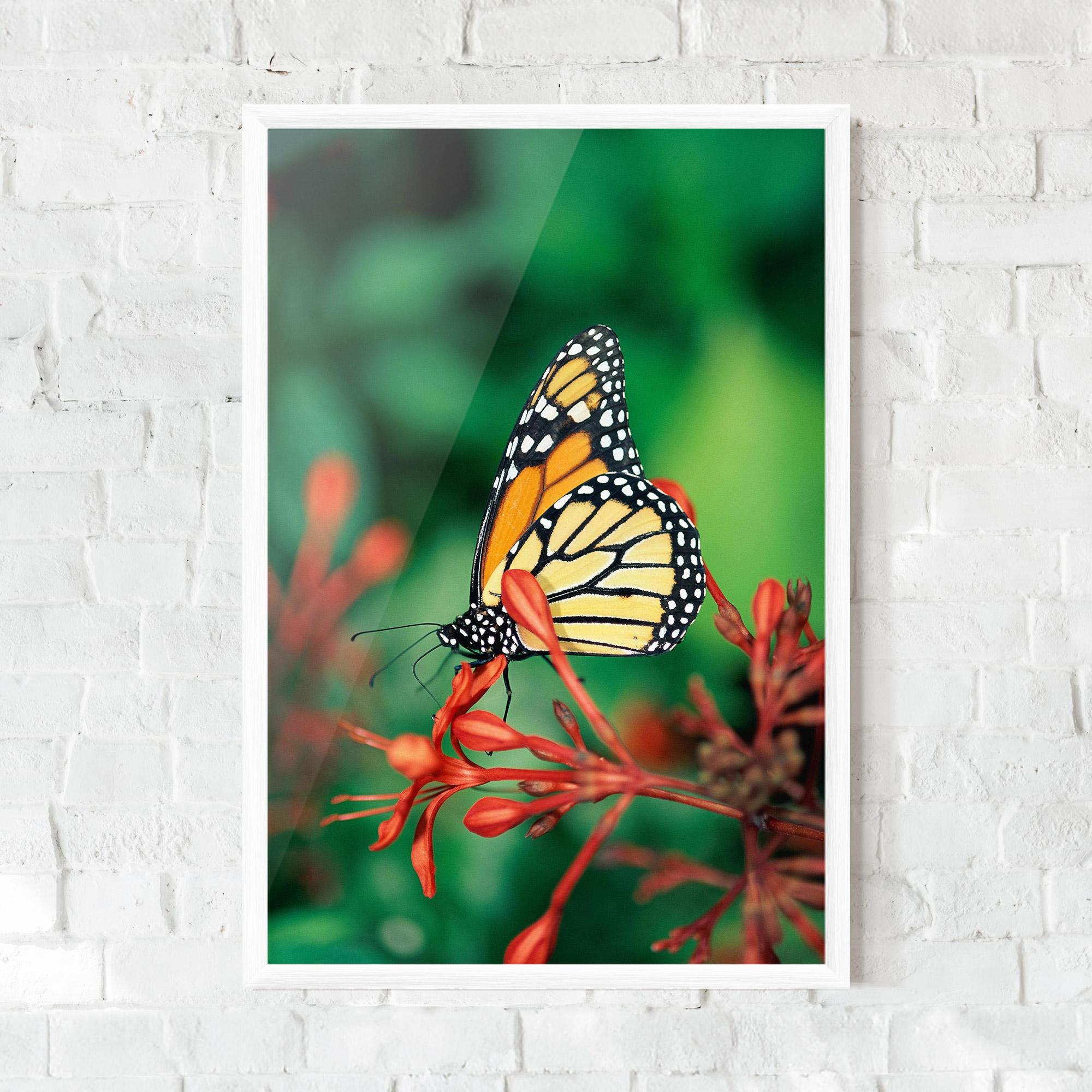 Poster Înrămat Small Orange Butterfly mockup 0