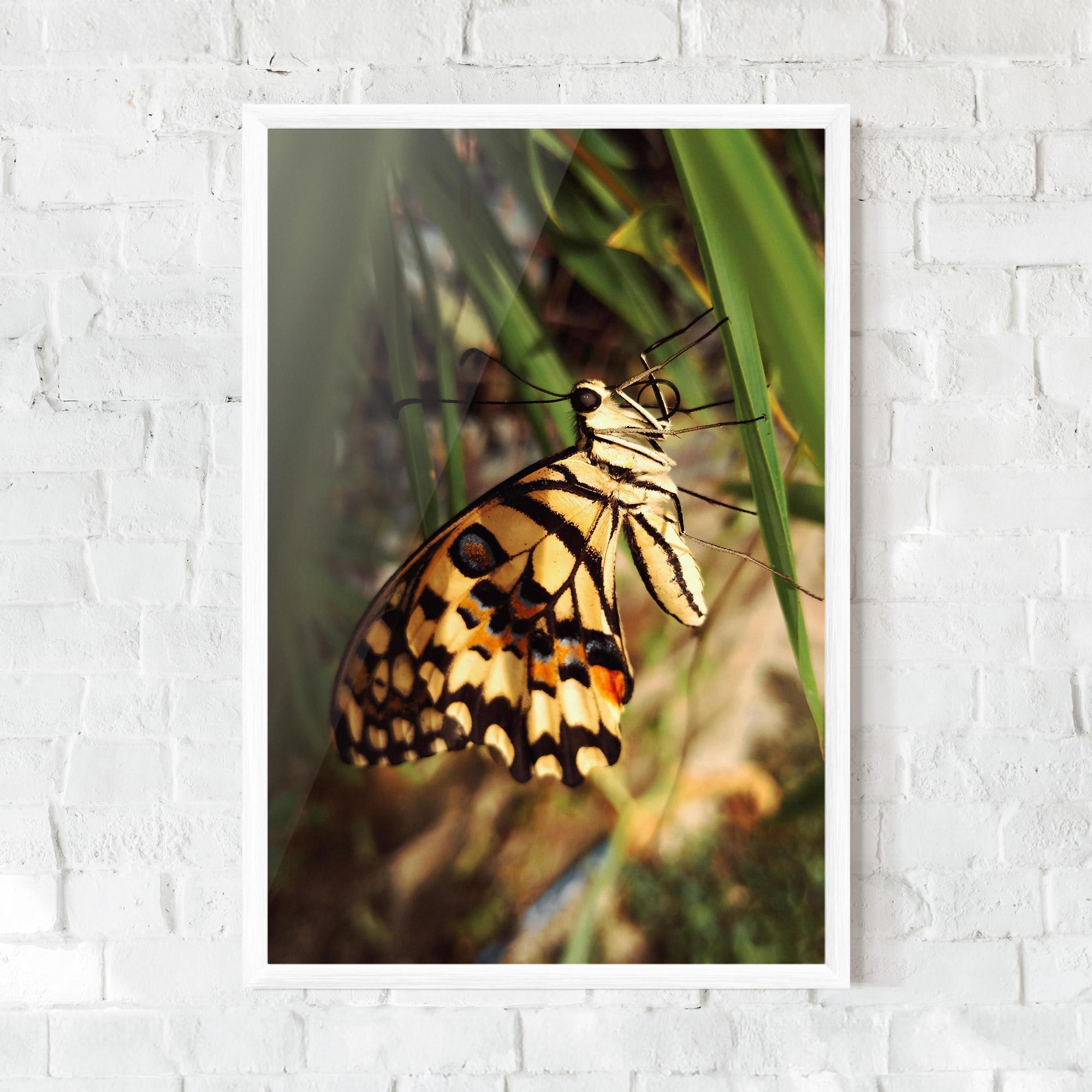 Poster Înrămat Wild Brown Butterfly mockup 0