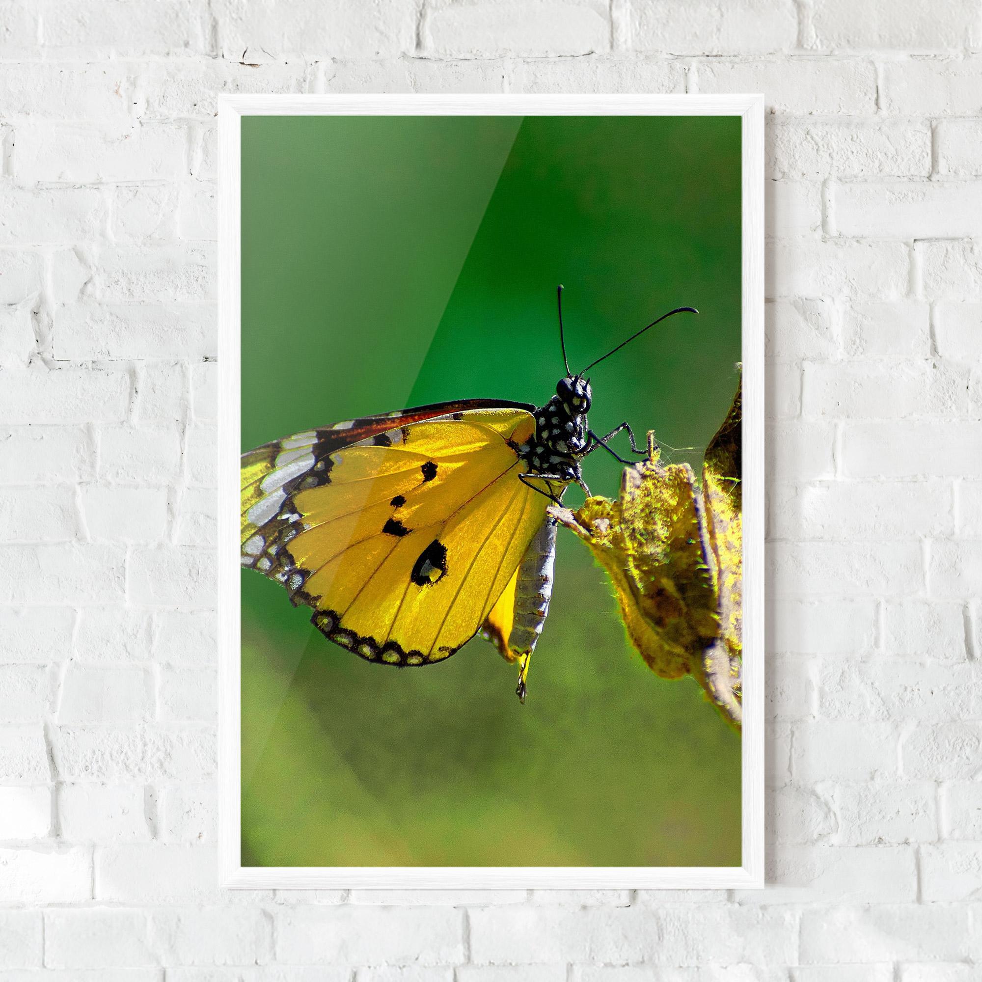 Poster Înrămat Yellow White Butterfly mockup 0