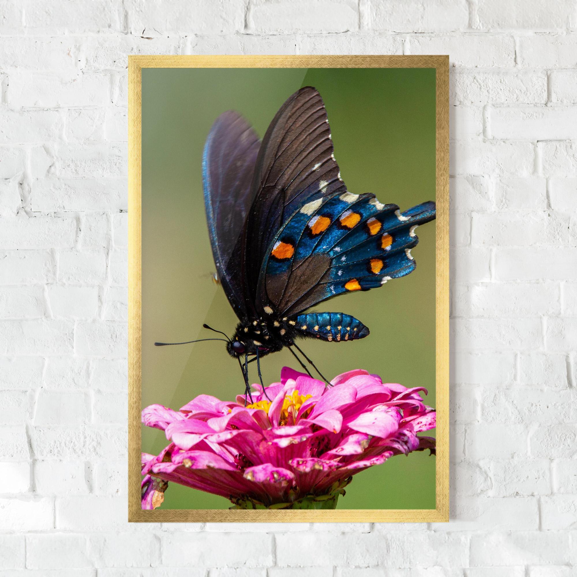 Poster Înrămat Blue Grey Butterfly mockup 0